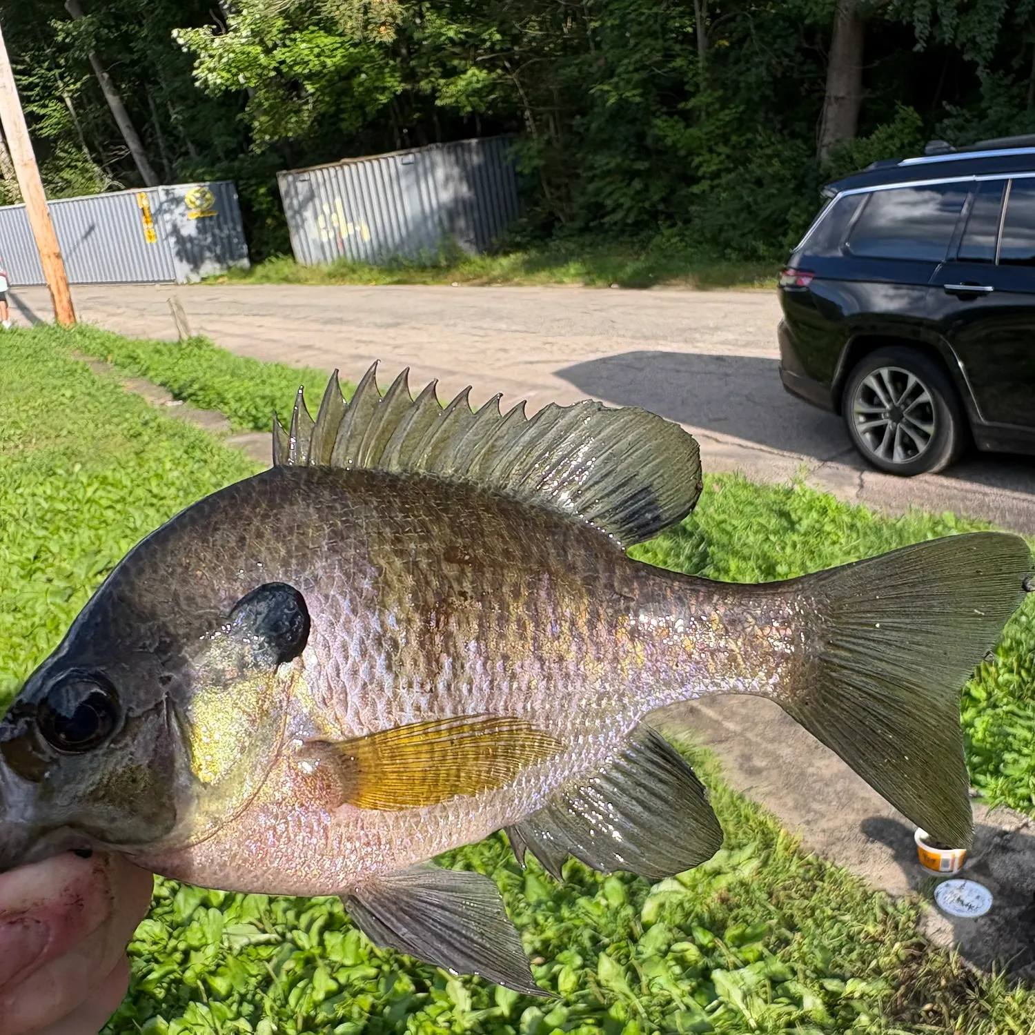 Bluegill caught on Fishbrain