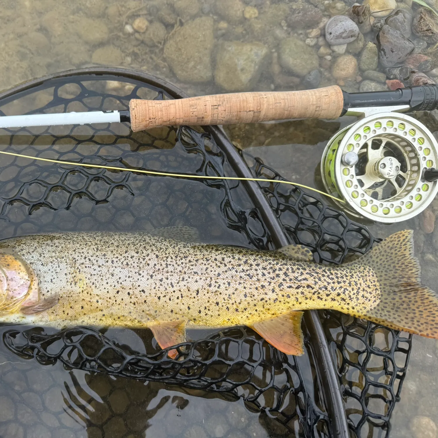 Cutthroat trout caught on Fishbrain
