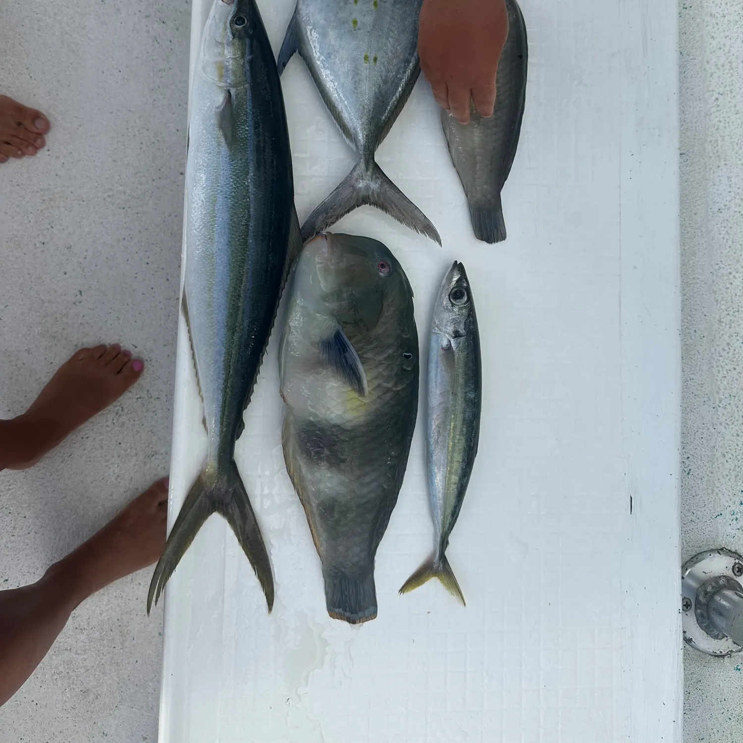 The most recent Rainbow runner catches on Fishbrain