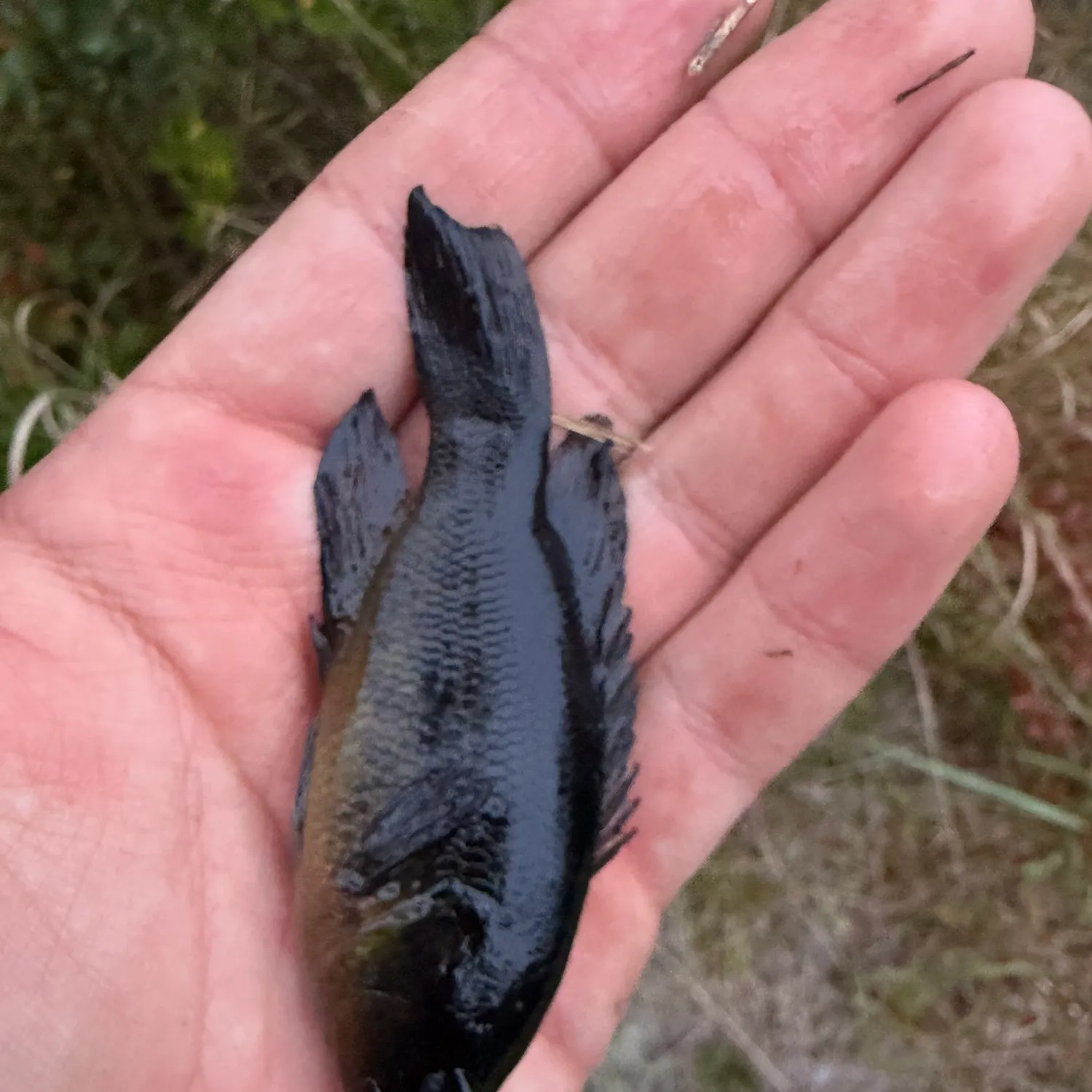 The most recent Mud sunfish catches on Fishbrain