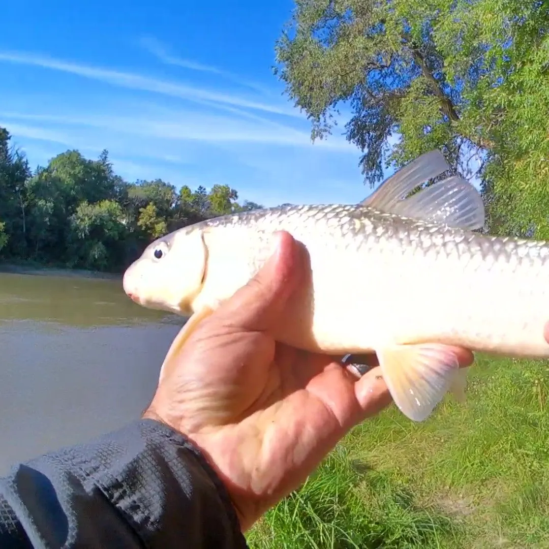 The most recent Smallmouth redhorse catches on Fishbrain
