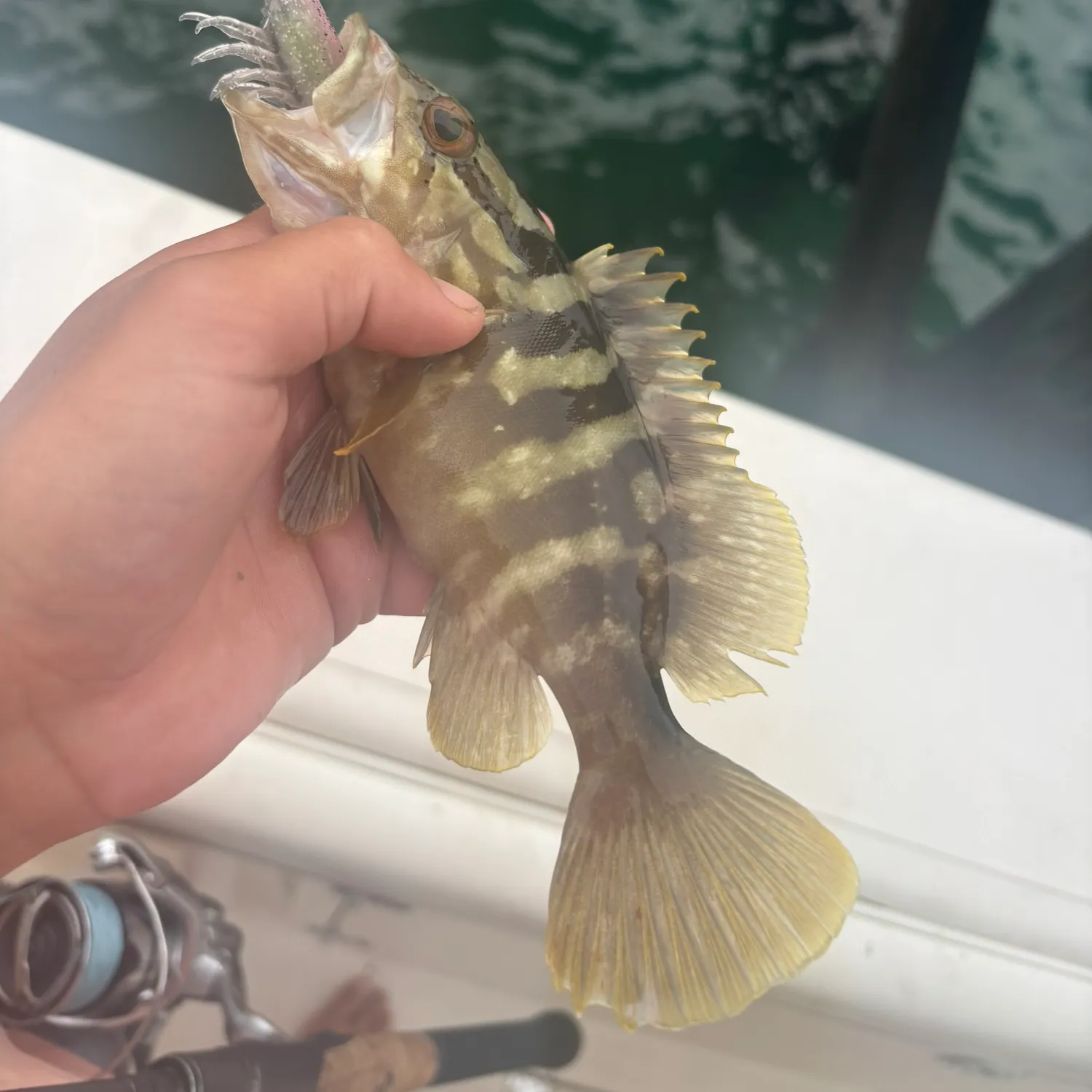 The most recent Nassau grouper catches on Fishbrain
