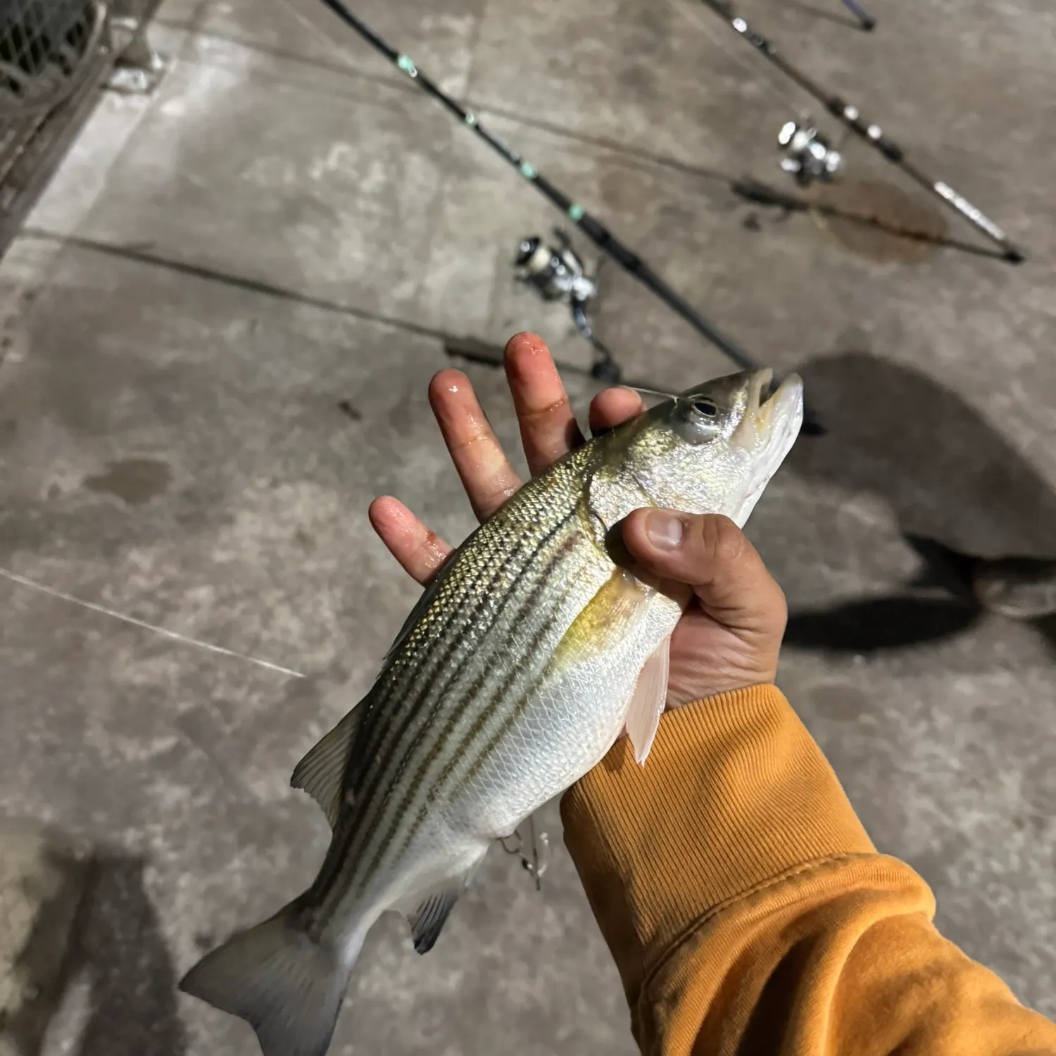 Striped bass caught on Fishbrain