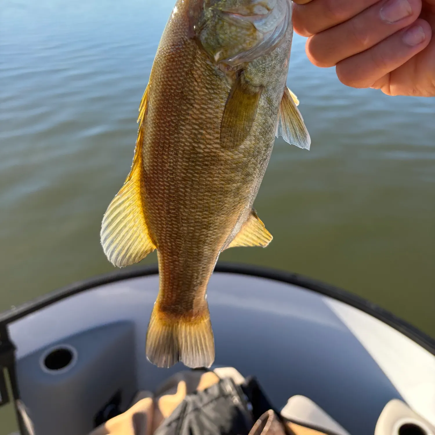 Smallmouth bass caught on Fishbrain