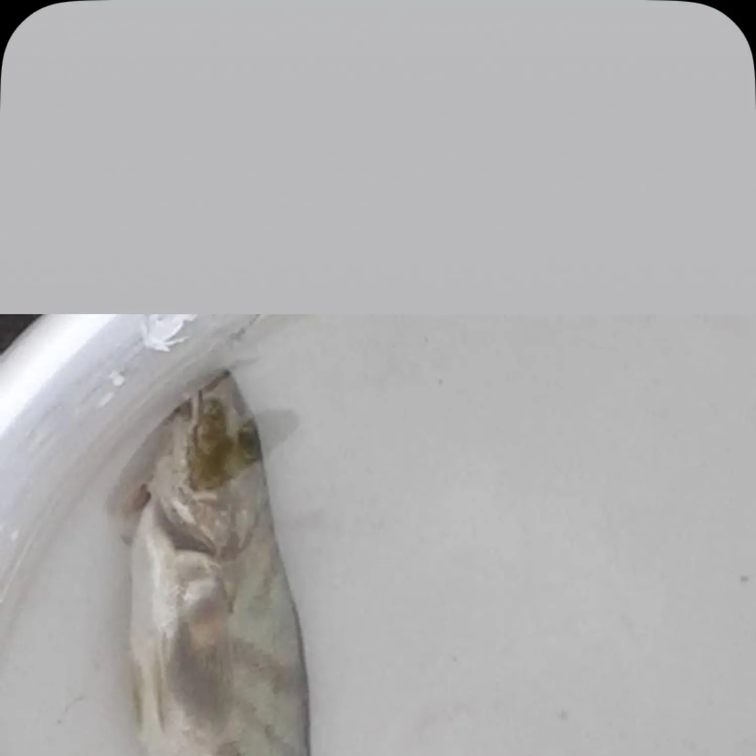 most liked catch image