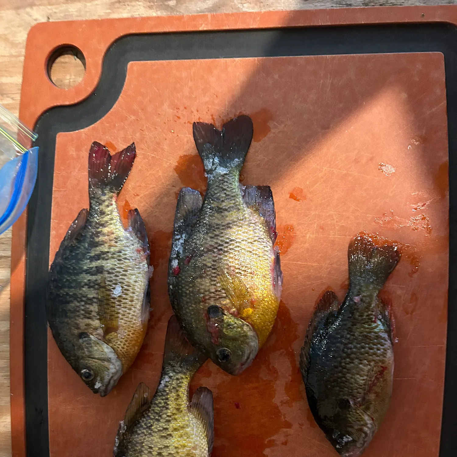 recently logged catches