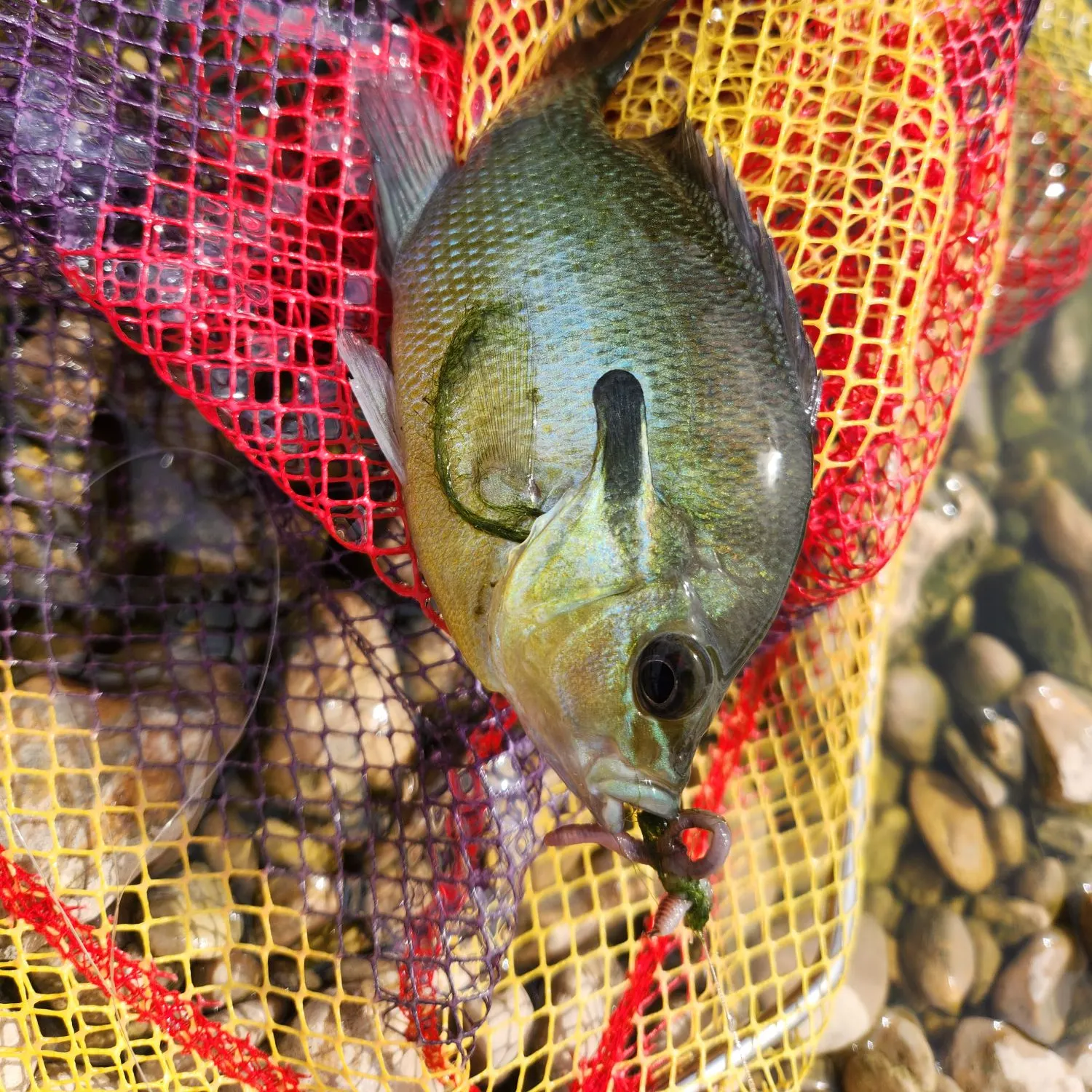 Green sunfish caught on Fishbrain