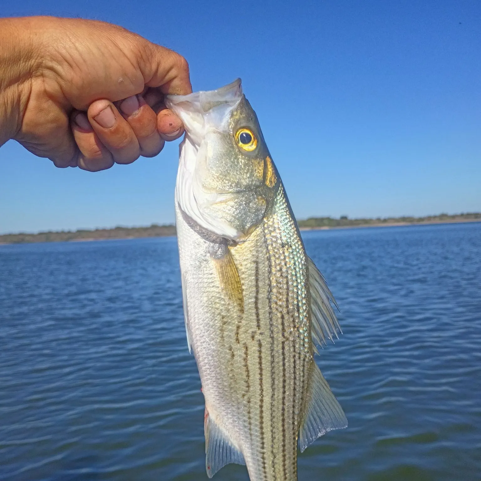 Wiper caught on Fishbrain