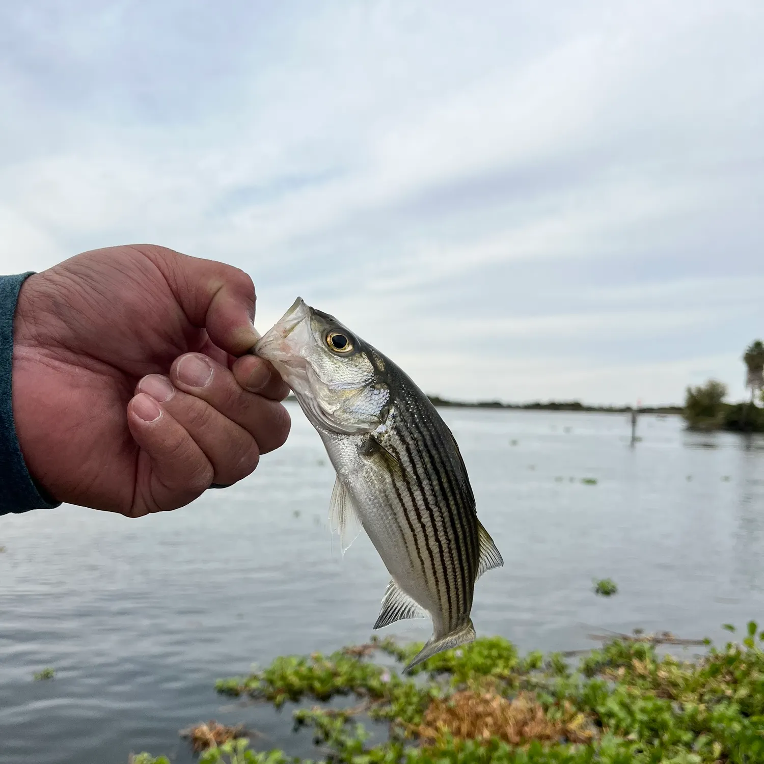 Striped bass caught on Fishbrain