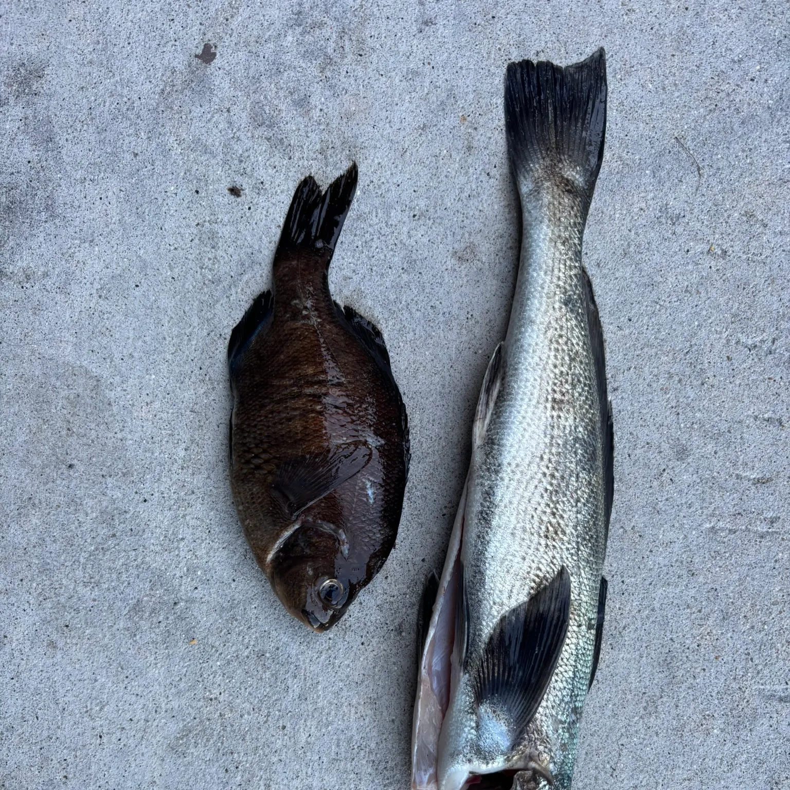 recently logged catches