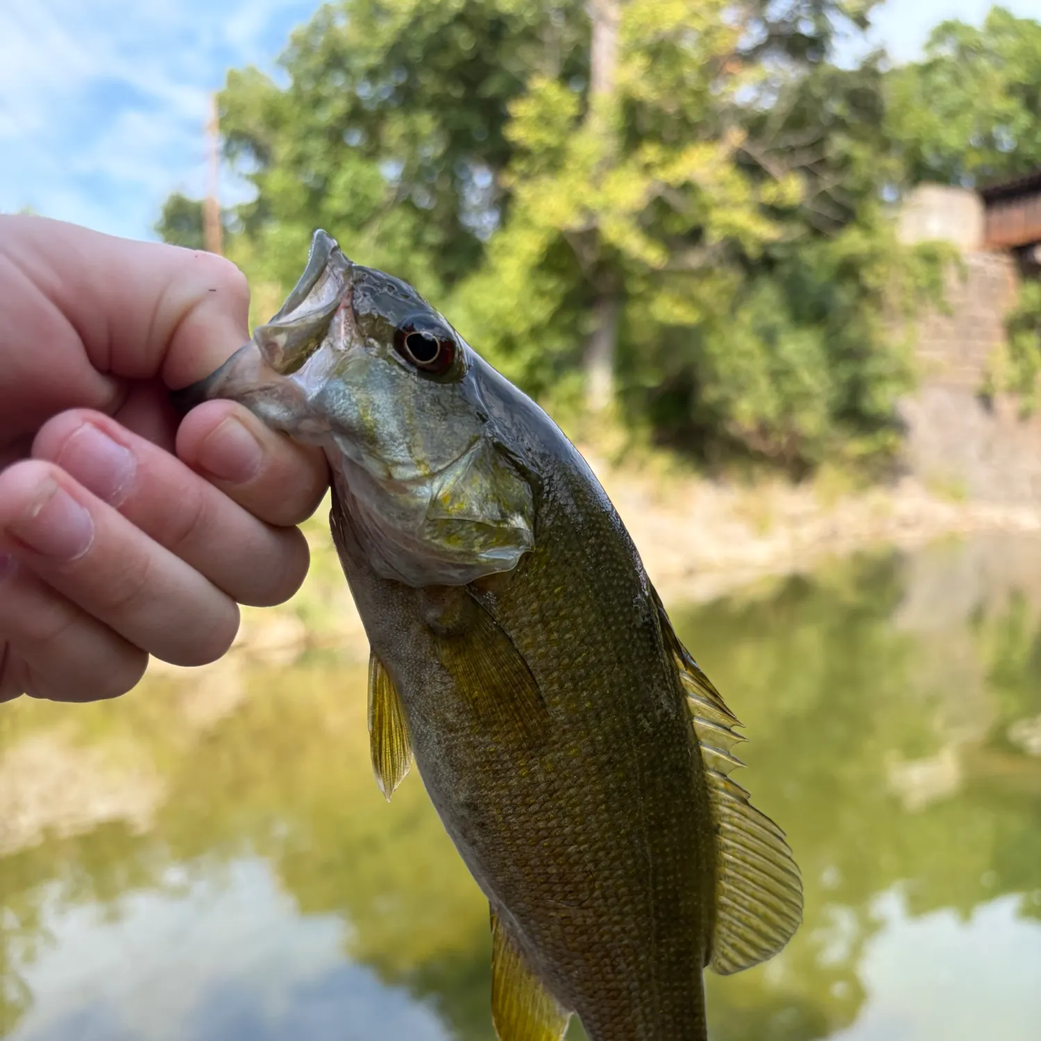 Smallmouth bass caught on Fishbrain