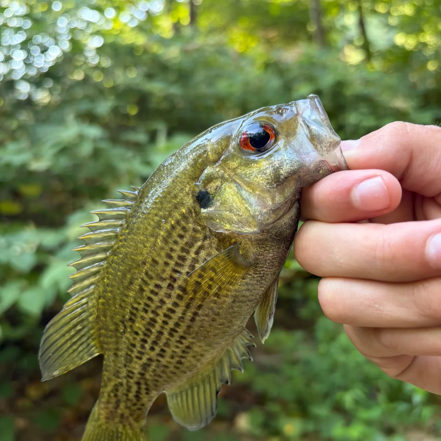 Rock bass caught on Fishbrain