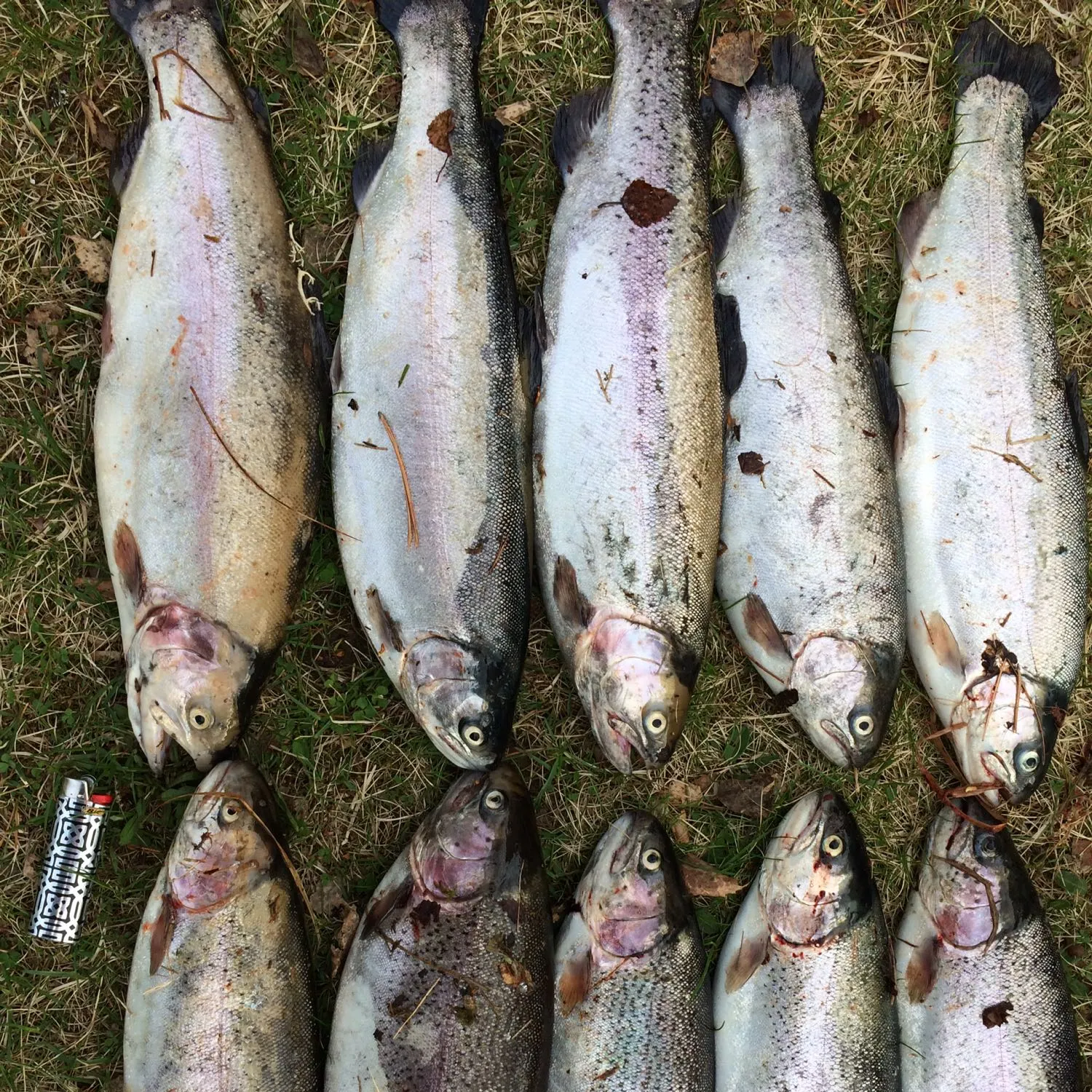 recently logged catches