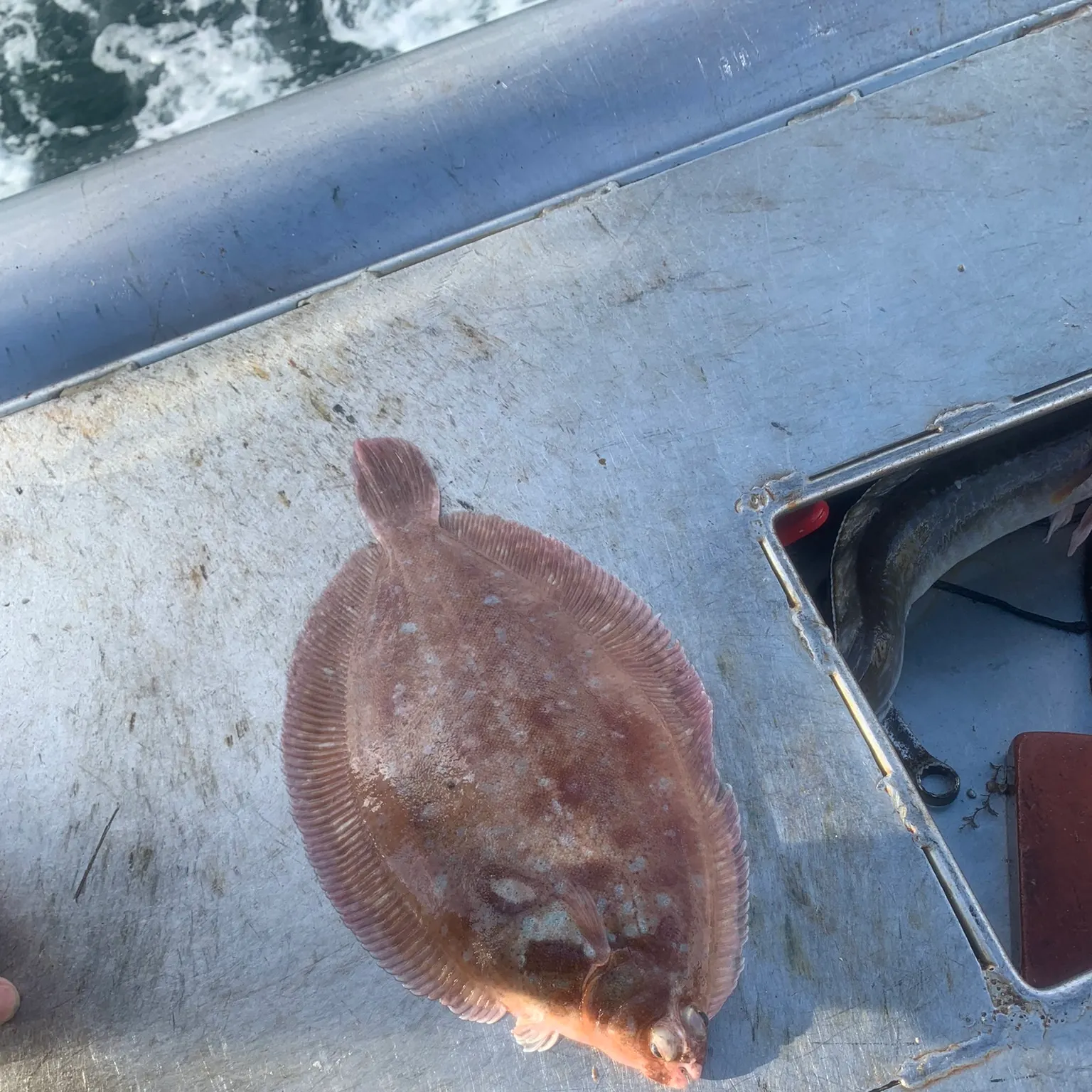 The most recent Lemon Sole catches on Fishbrain