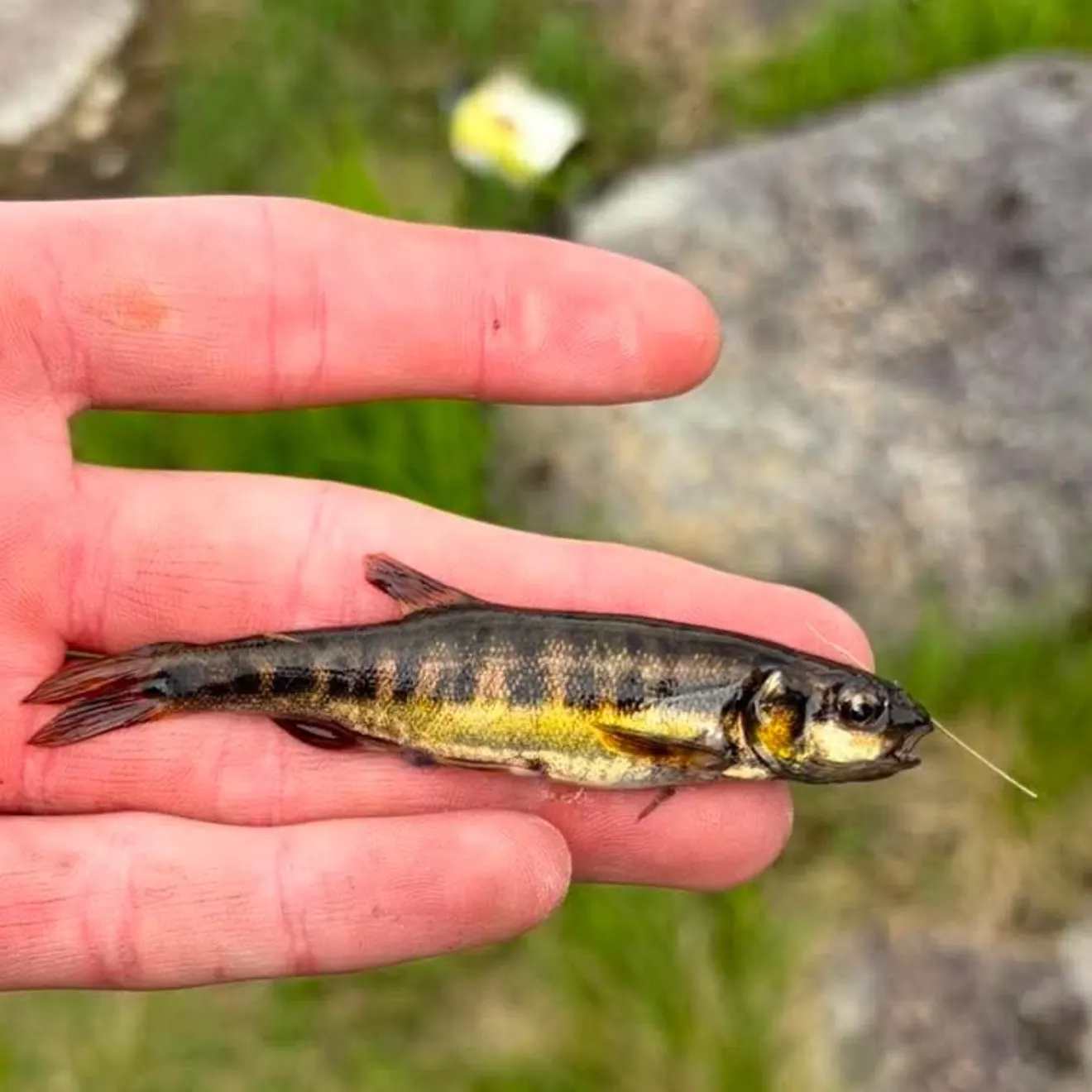 The most recent Eurasian minnow catches on Fishbrain