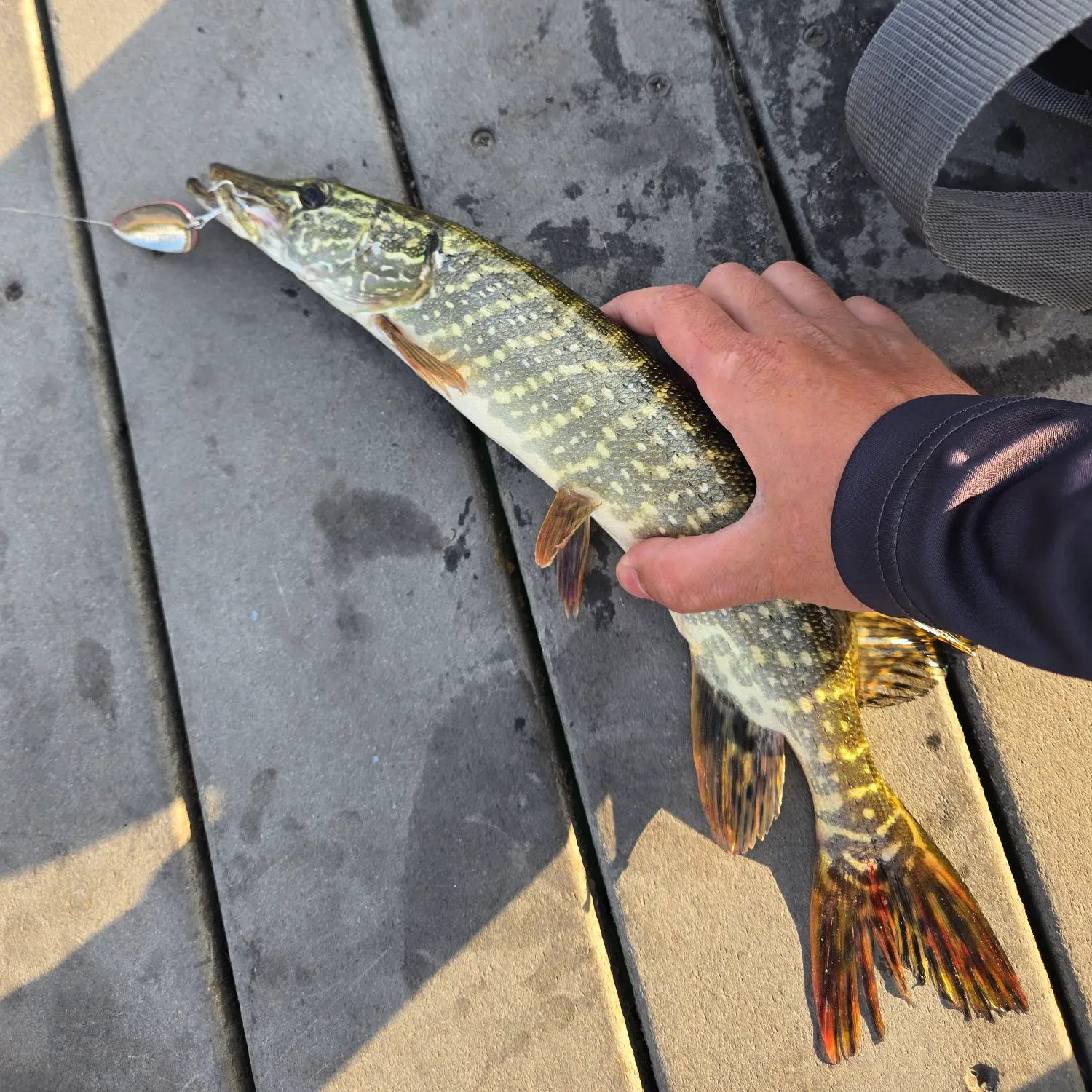 recently logged catches
