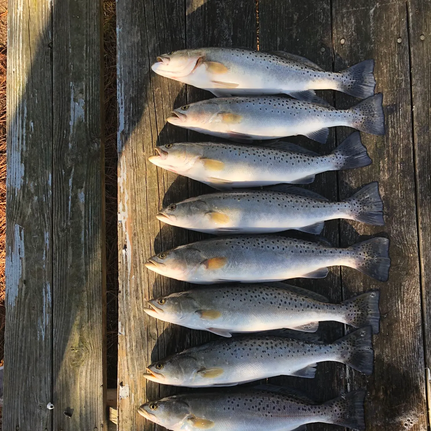 recently logged catches