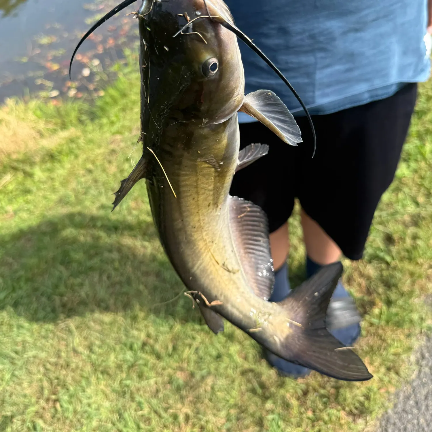Black bullhead caught on Fishbrain