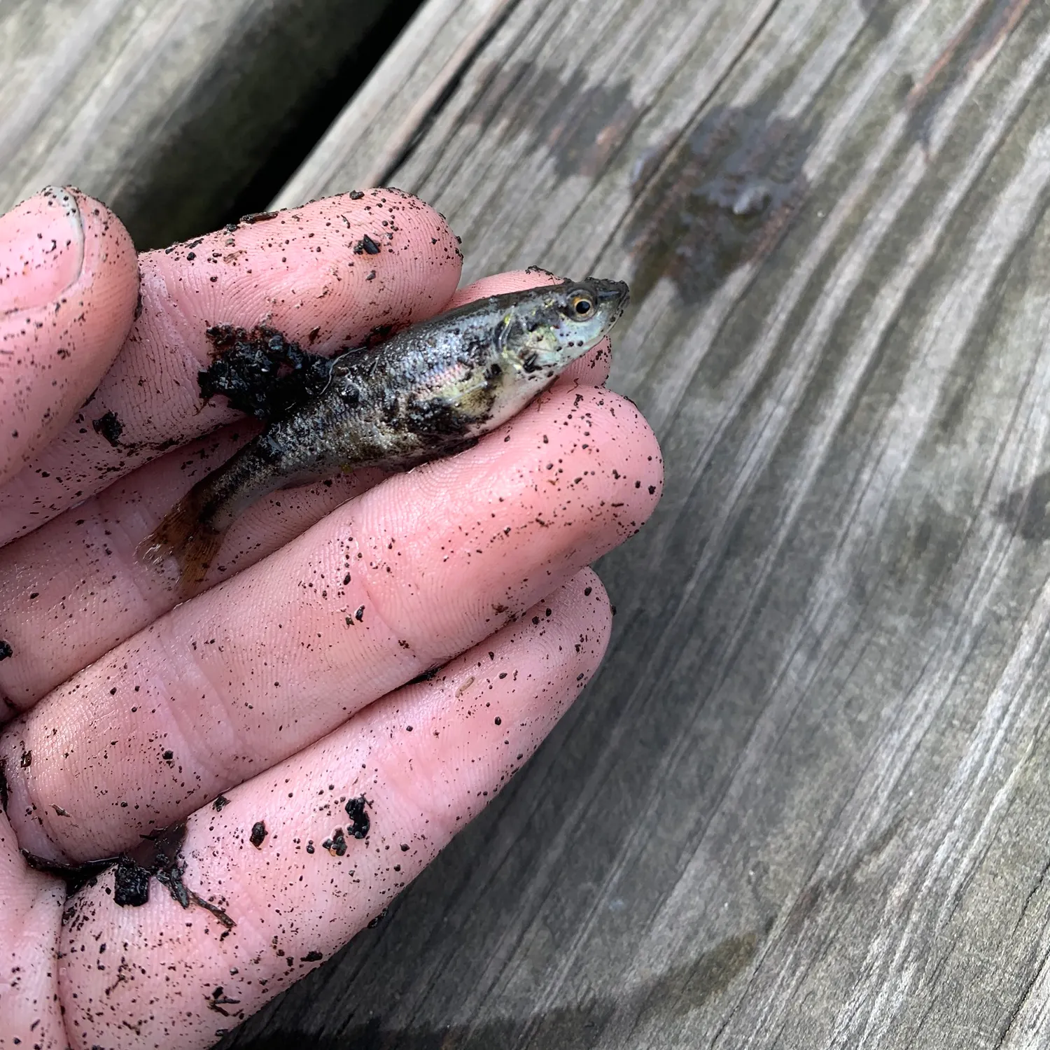 The most recent Blacknose shiner catches on Fishbrain