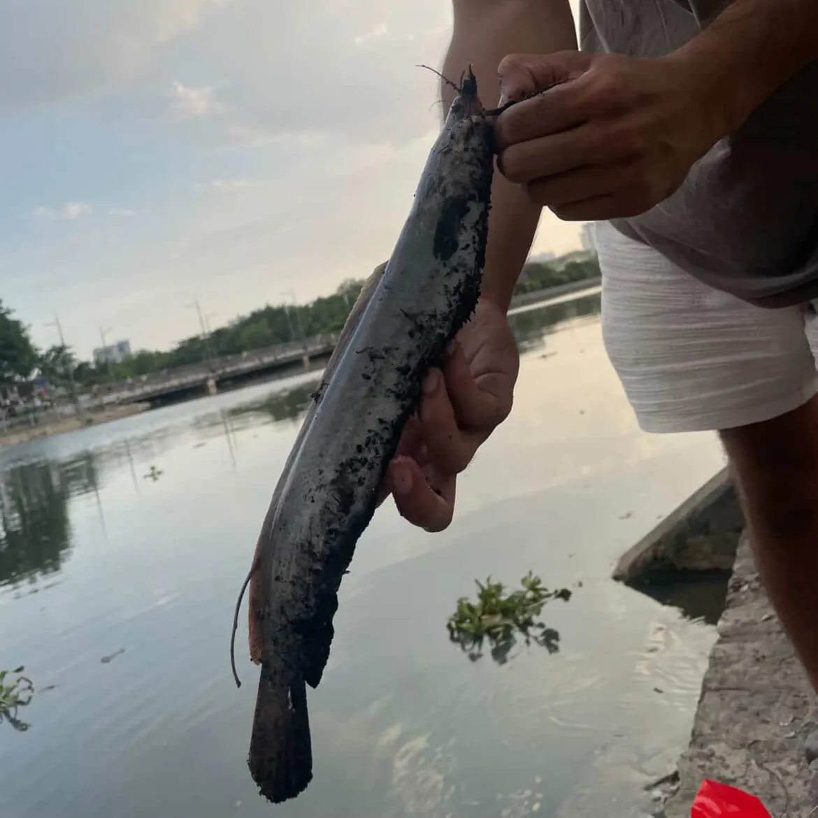 The most recent Walking catfish catches on Fishbrain