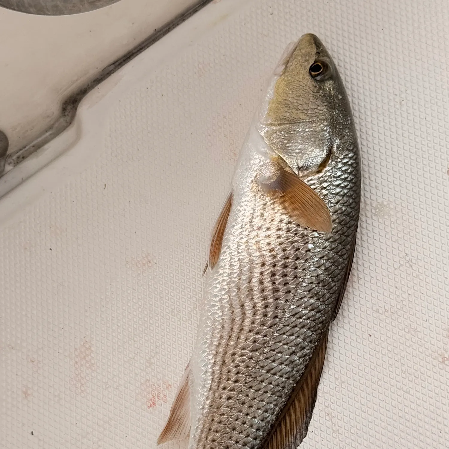 Red drum caught on Fishbrain