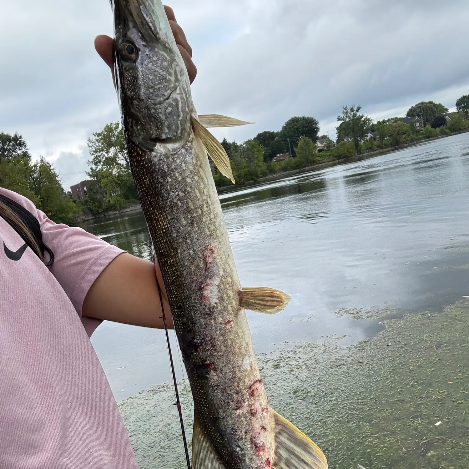 Northern pike caught on Fishbrain