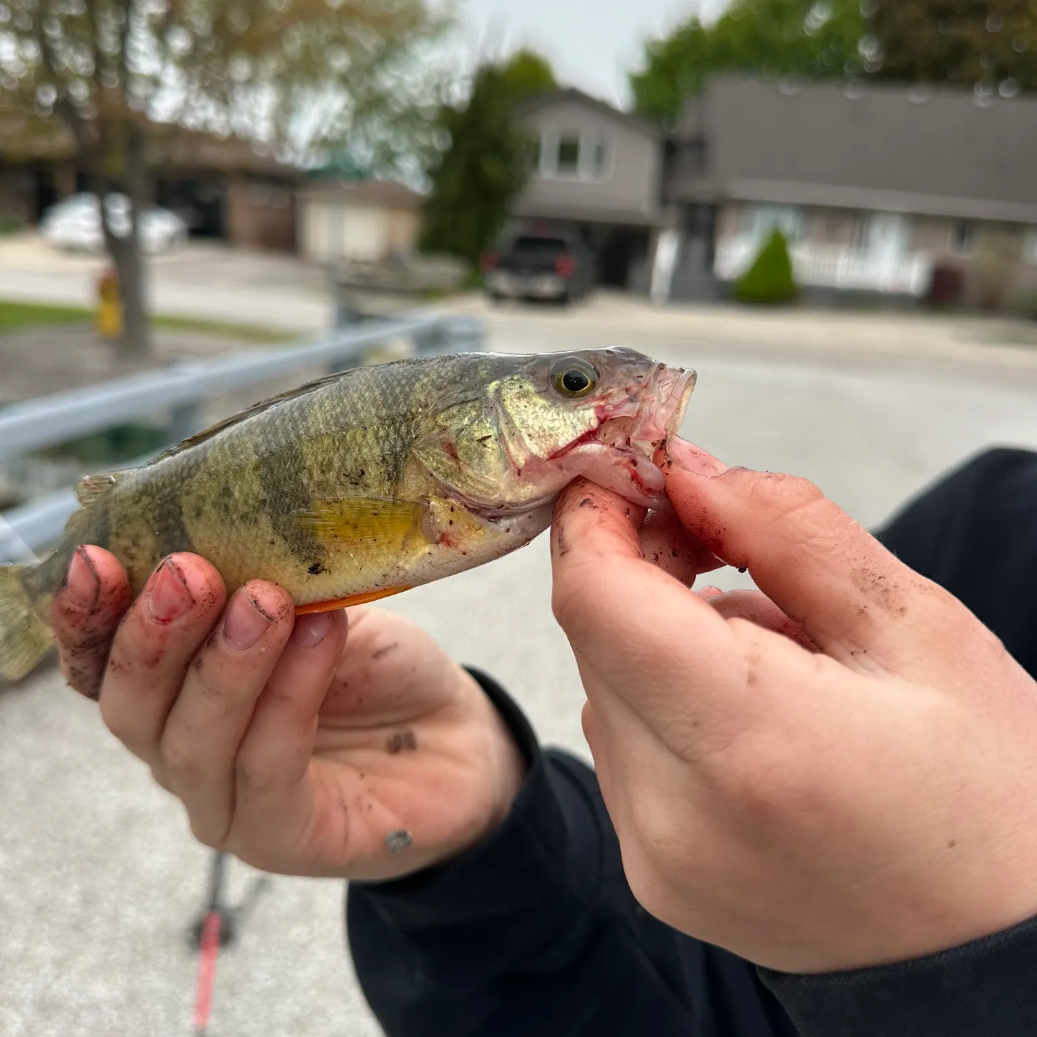 catch