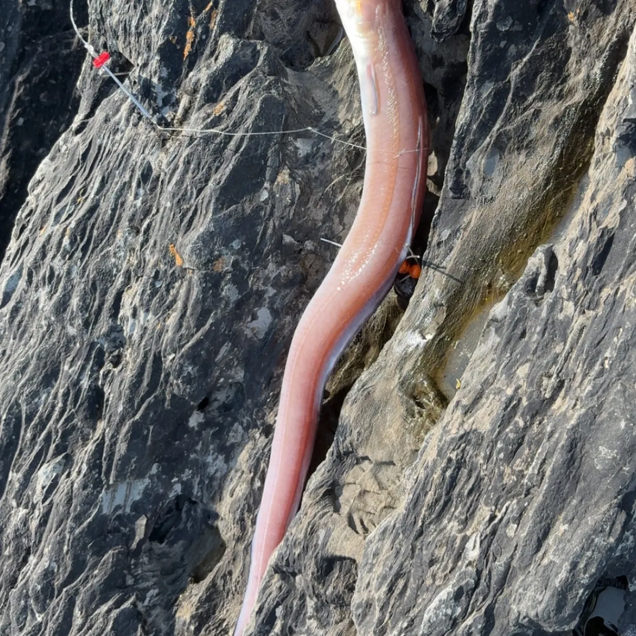 The most recent European conger catches on Fishbrain
