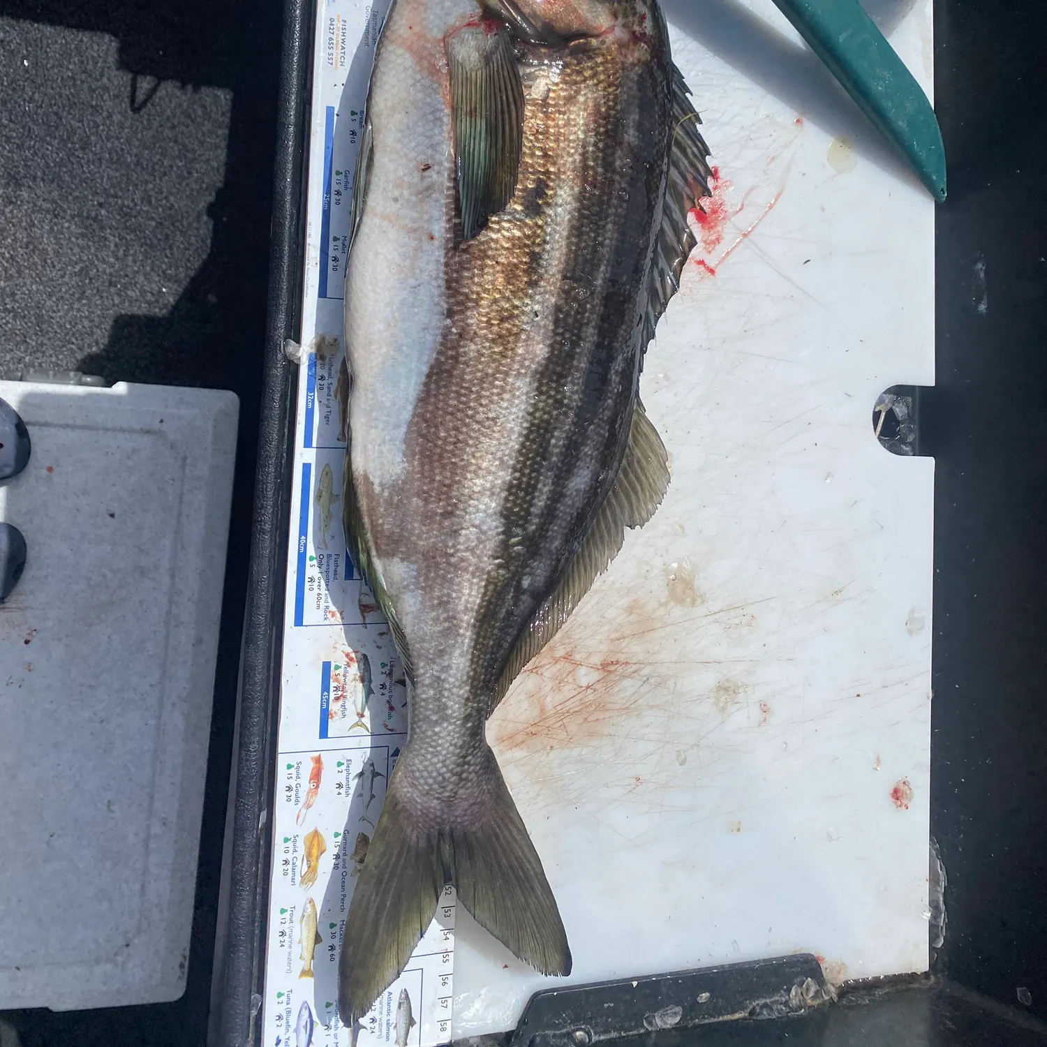 The most recent Striped trumpeter catches on Fishbrain