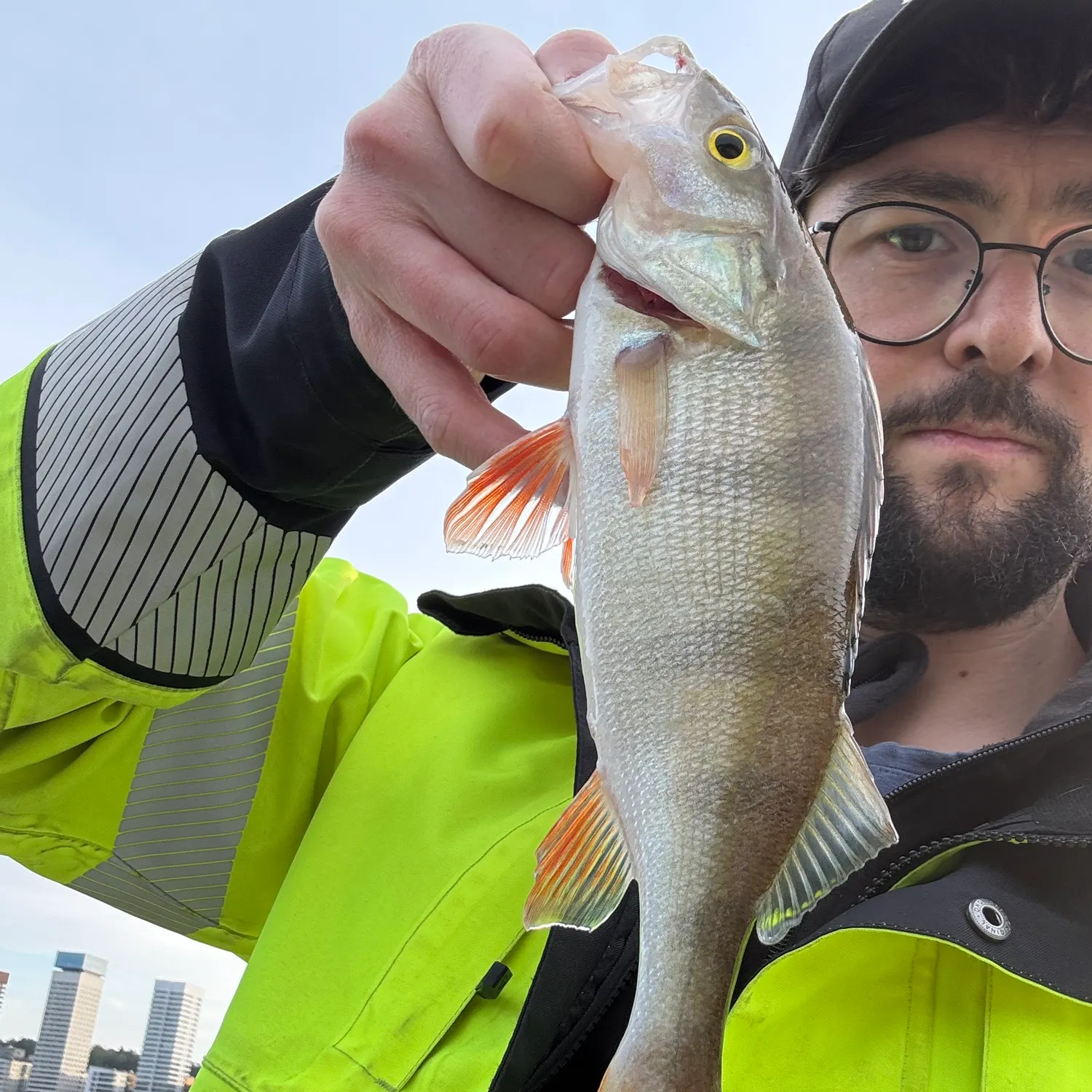 European perch caught on Fishbrain