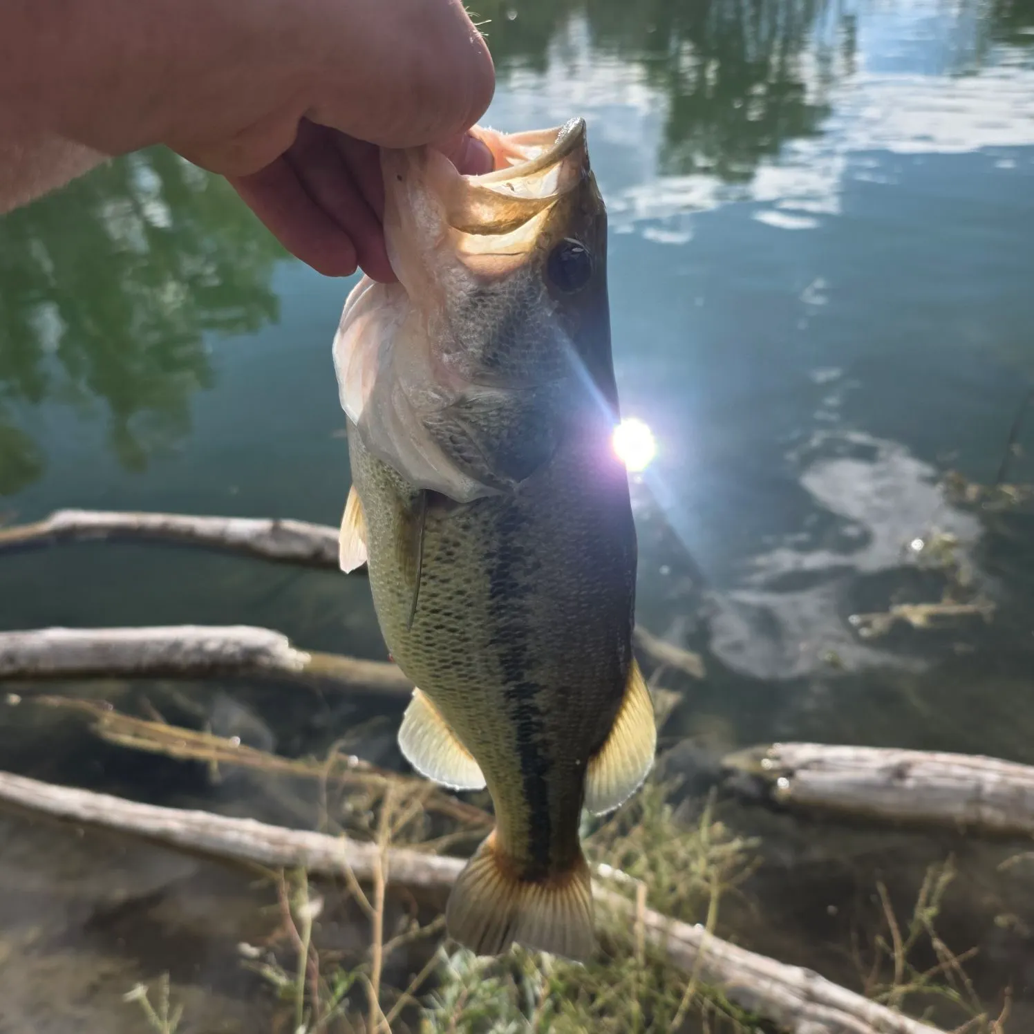 Largemouth bass caught on Fishbrain