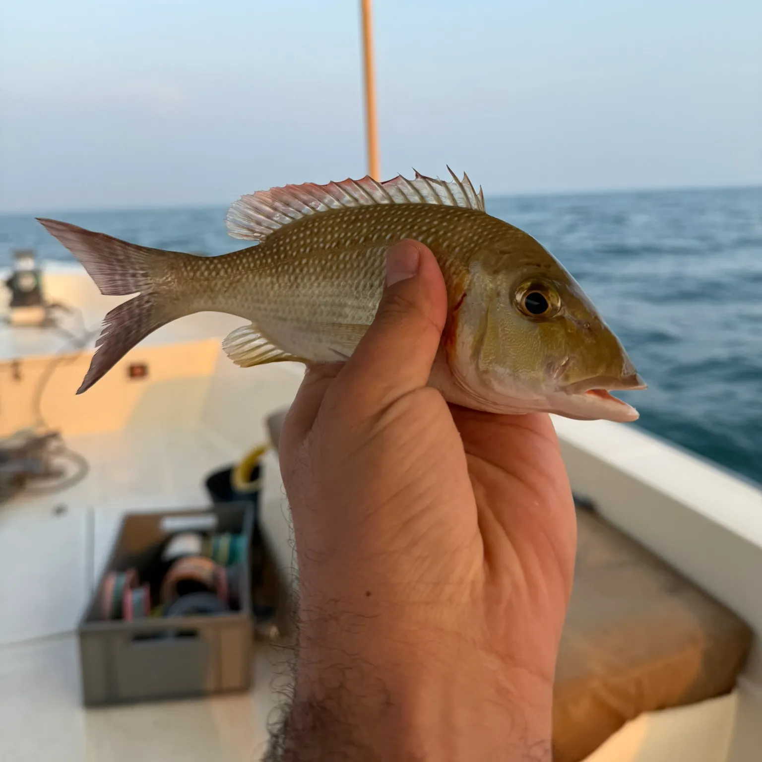 The most recent Trumpet emperor catches on Fishbrain