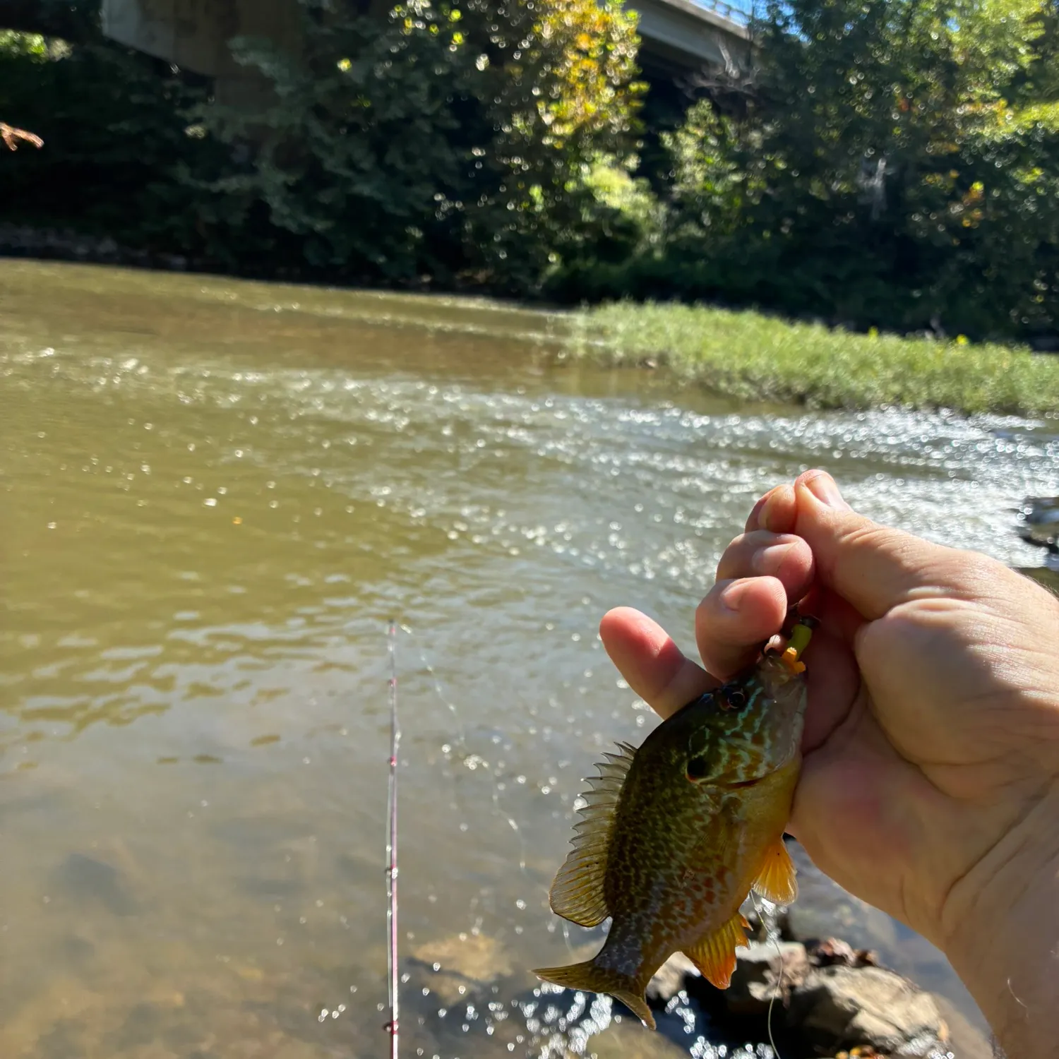 Pumpkinseed caught on Fishbrain