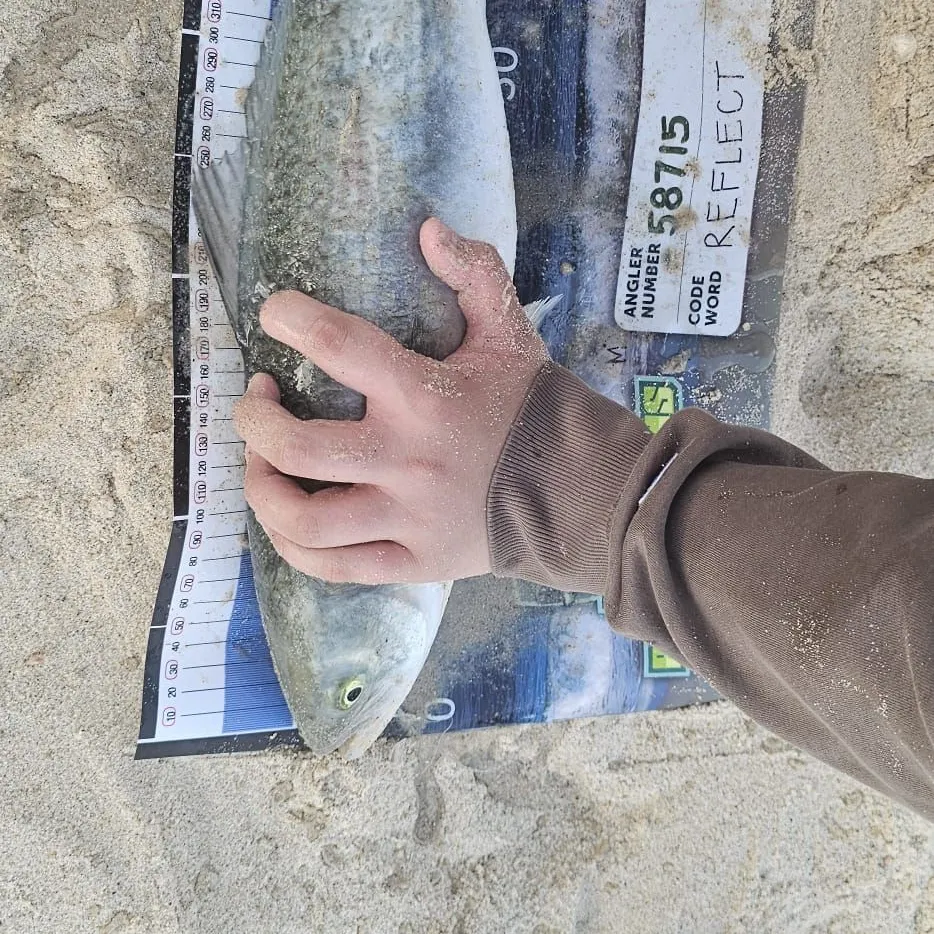 Eastern Australian salmon caught on Fishbrain