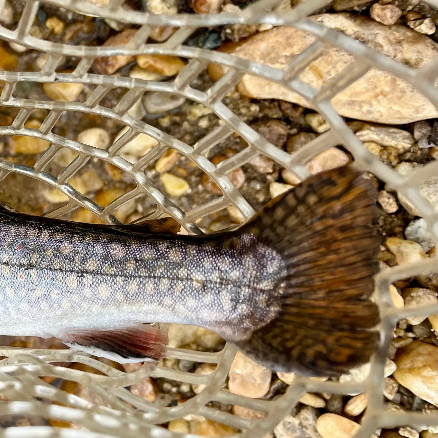 The most recent Brook trout catches on Fishbrain