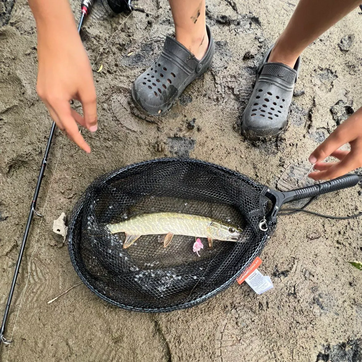 Northern pike caught on Fishbrain
