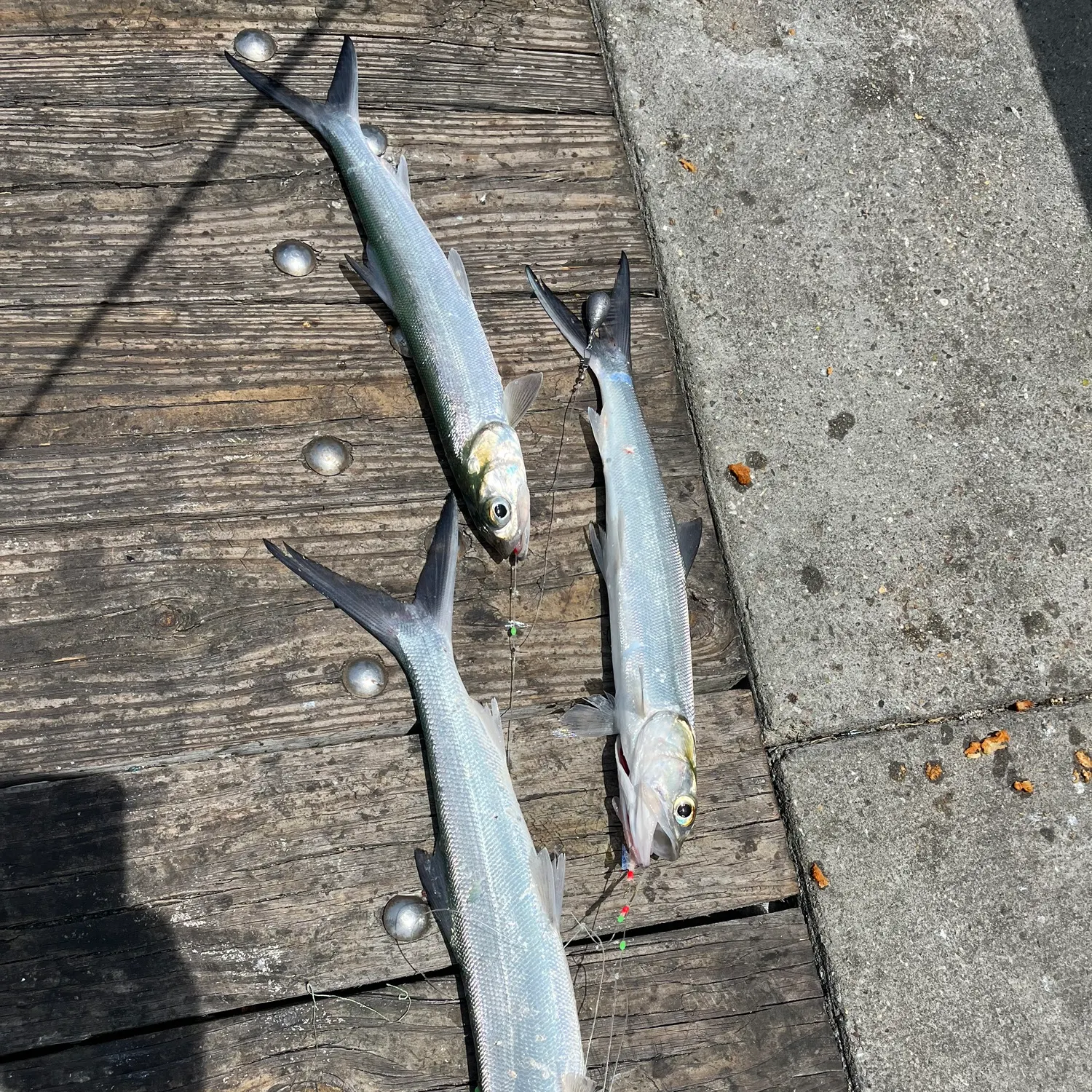 The most recent Ladyfish catches on Fishbrain