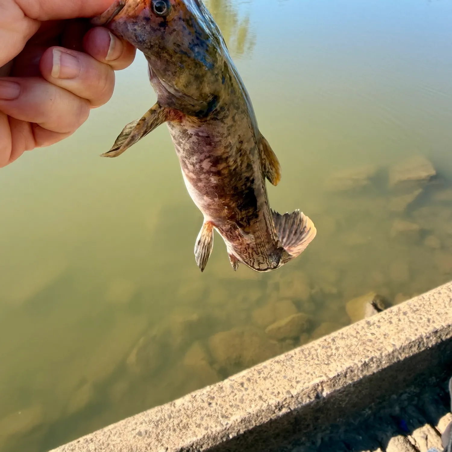 Flathead catfish caught on Fishbrain