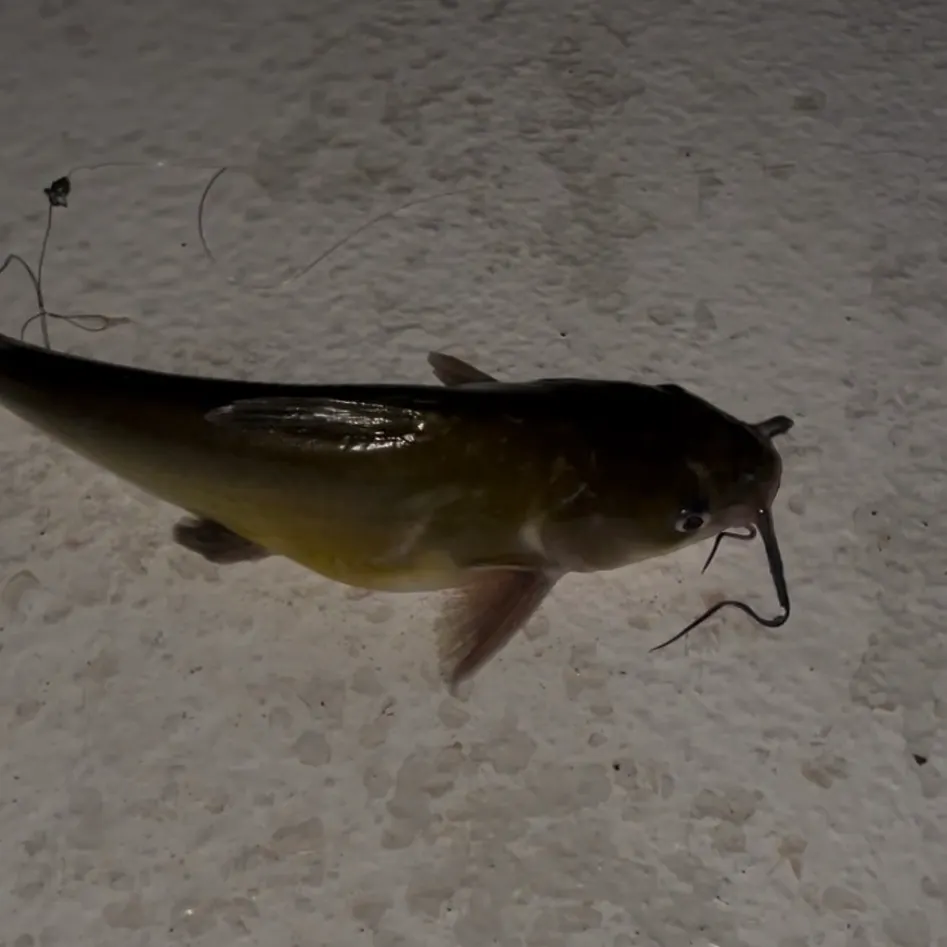 Channel catfish caught on Fishbrain