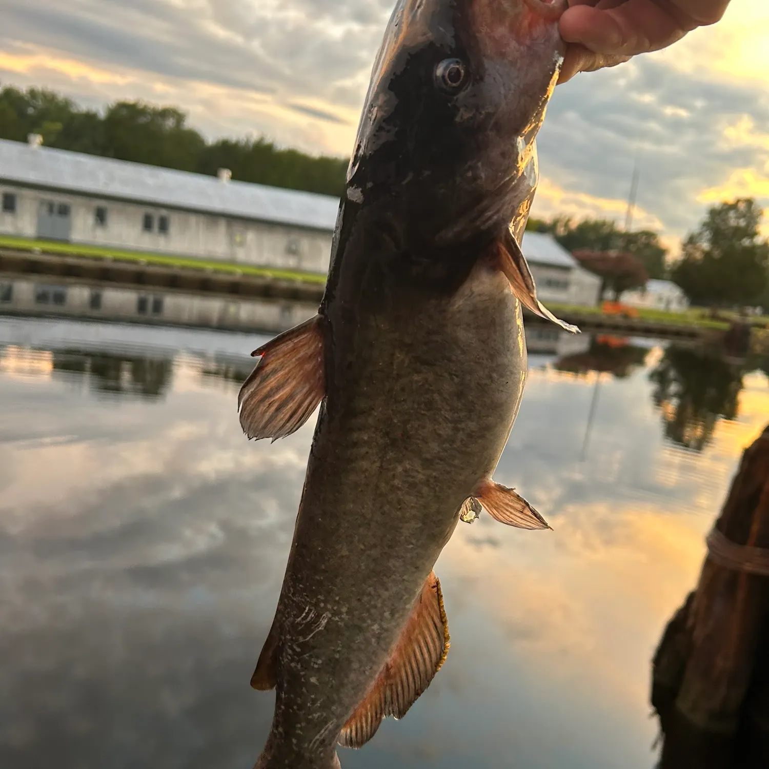 Blue catfish caught on Fishbrain