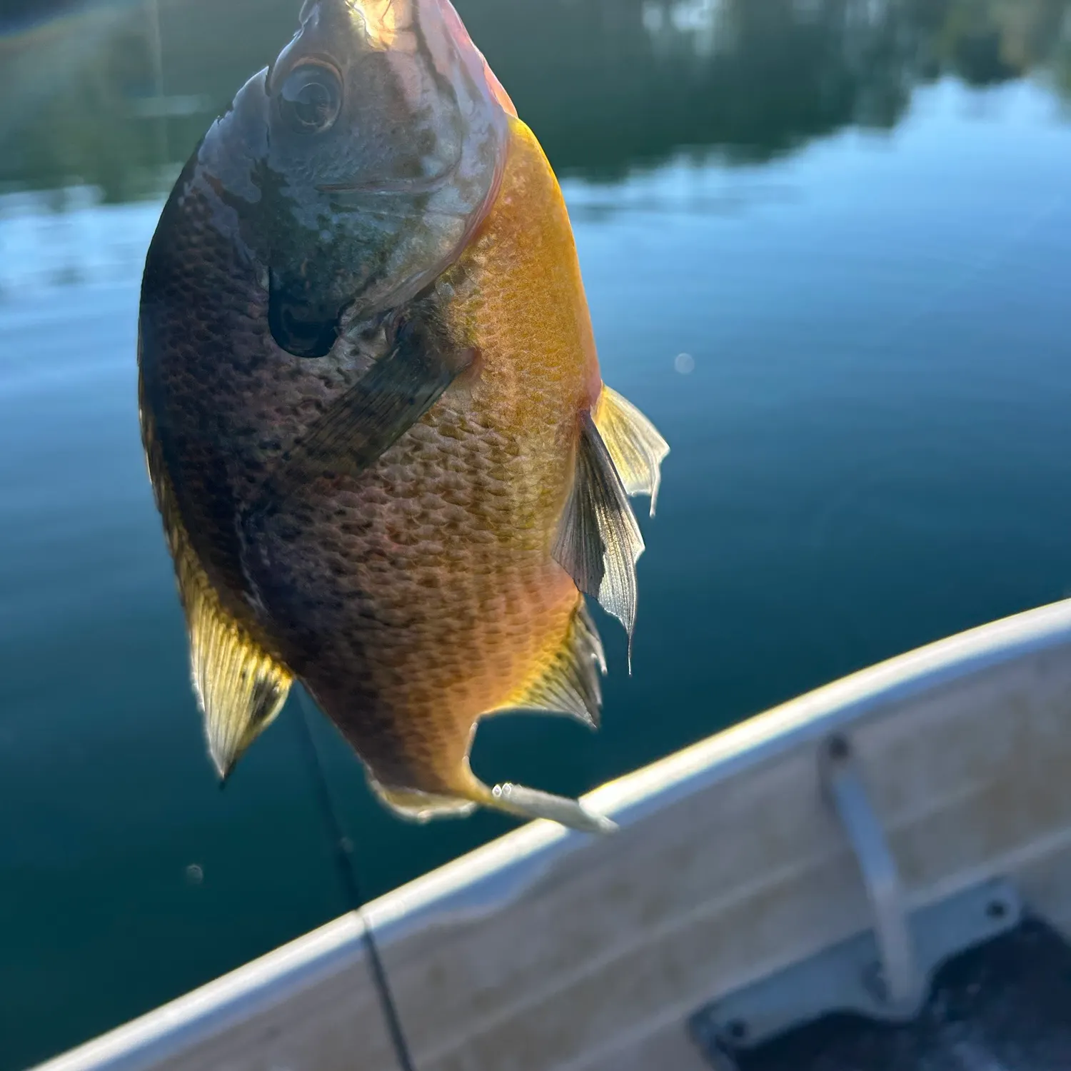 Bluegill caught on Fishbrain