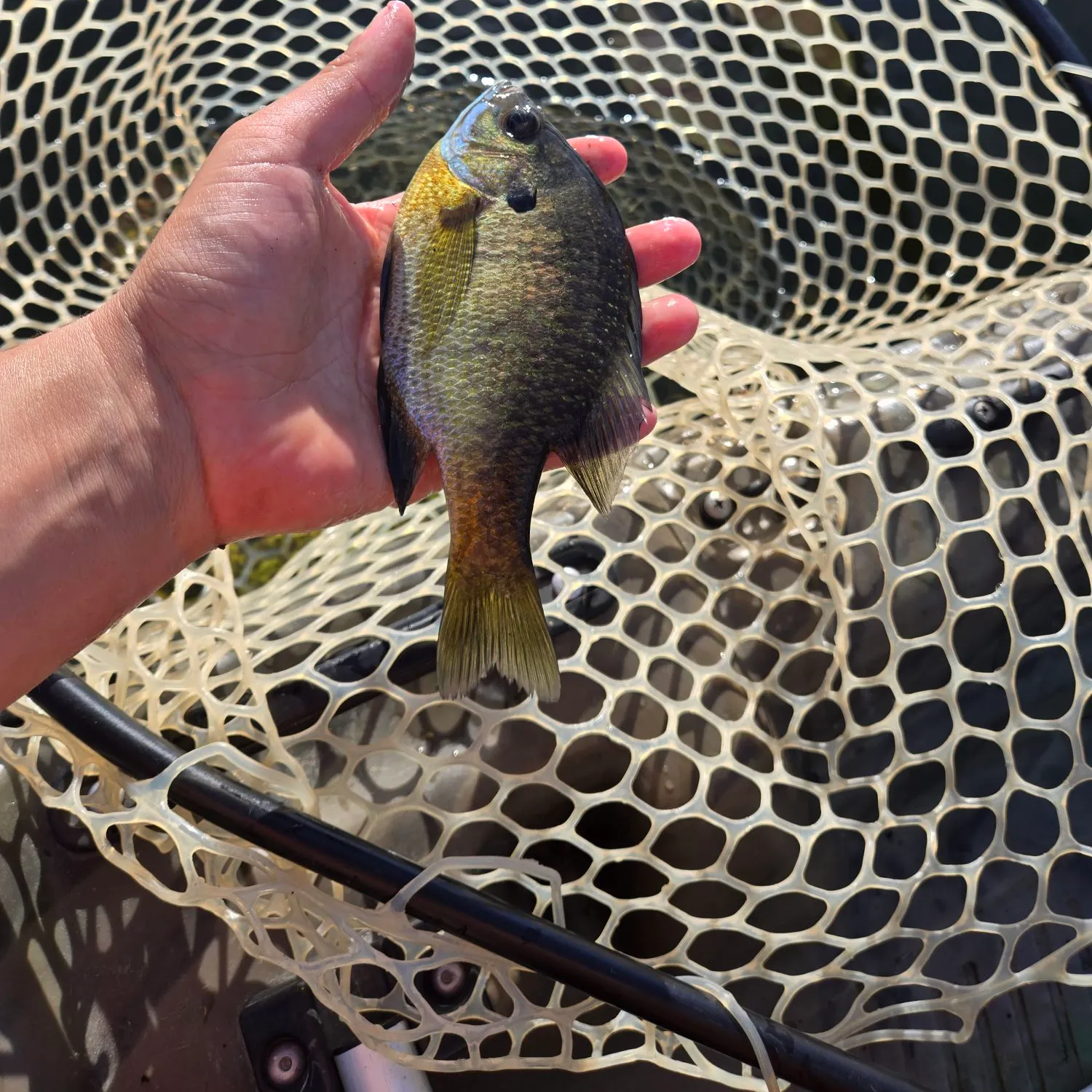 Bluegill caught on Fishbrain