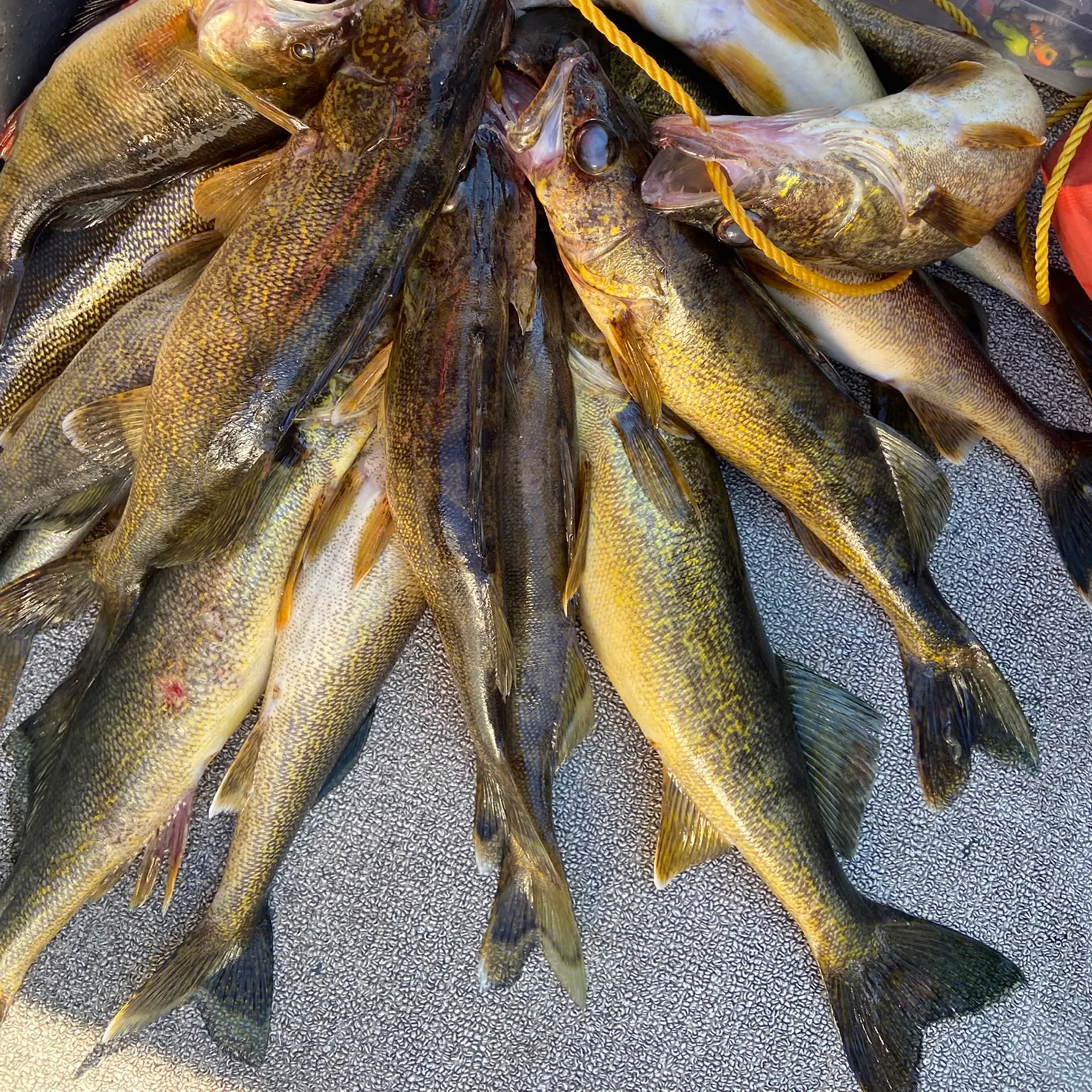 Fish caught on Fishbrain