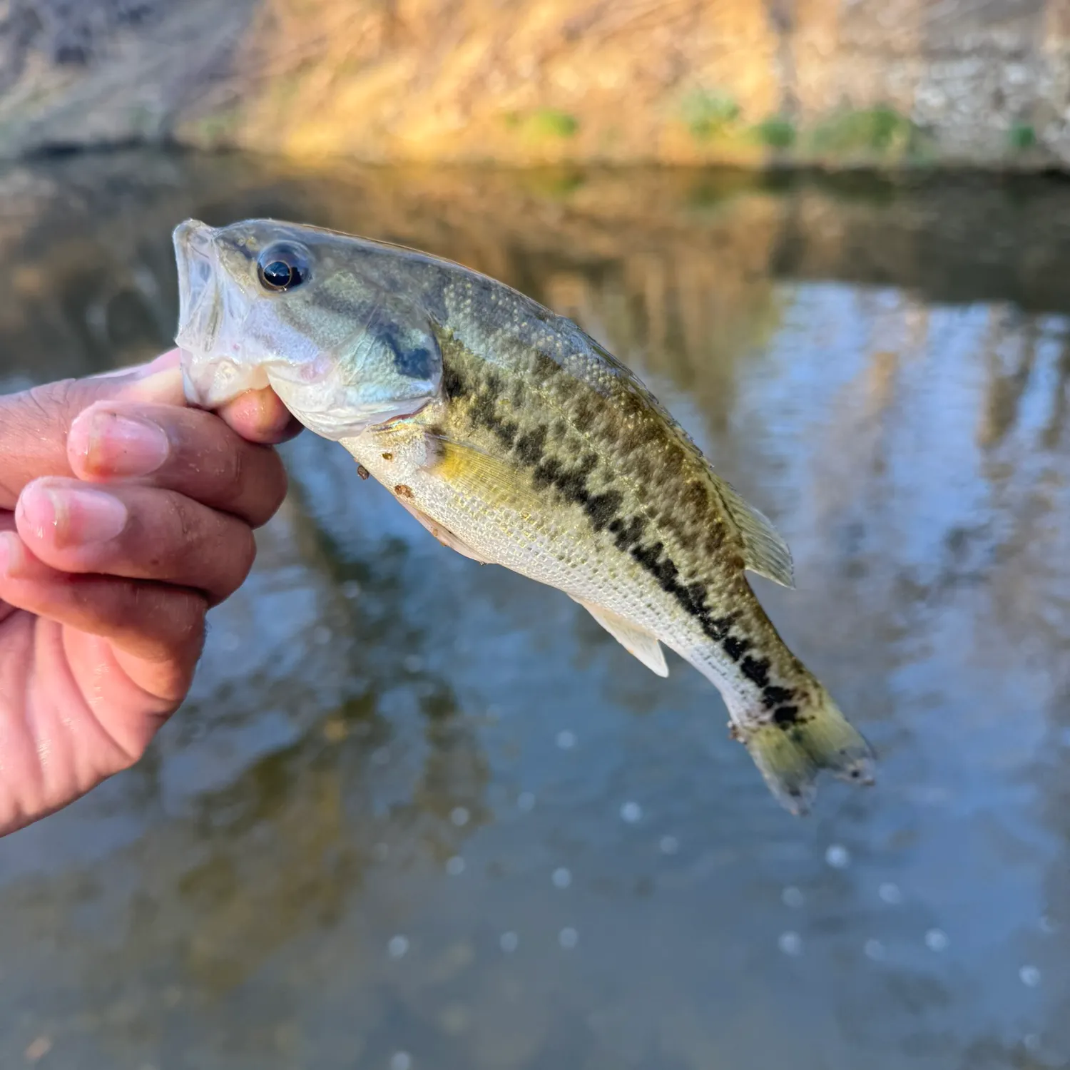 The most recent Spotted bass catches on Fishbrain