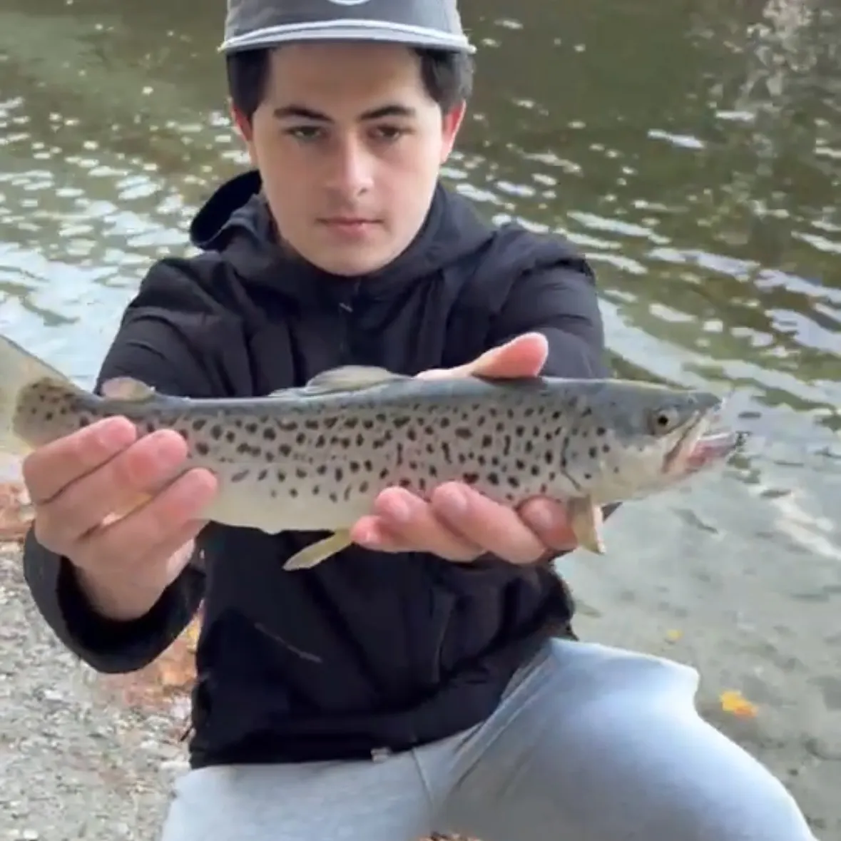 Brown trout caught on Fishbrain