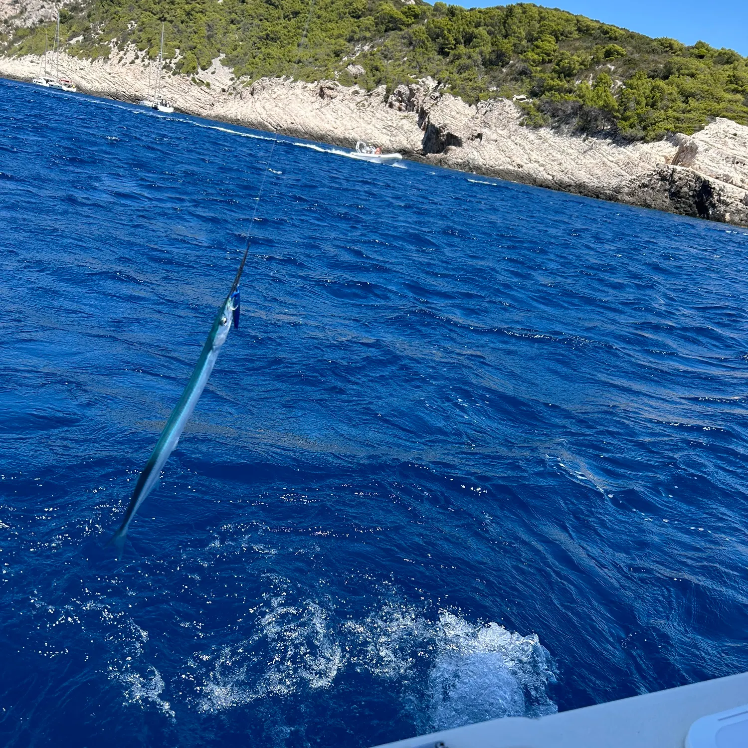 The most recent European garfish catches on Fishbrain