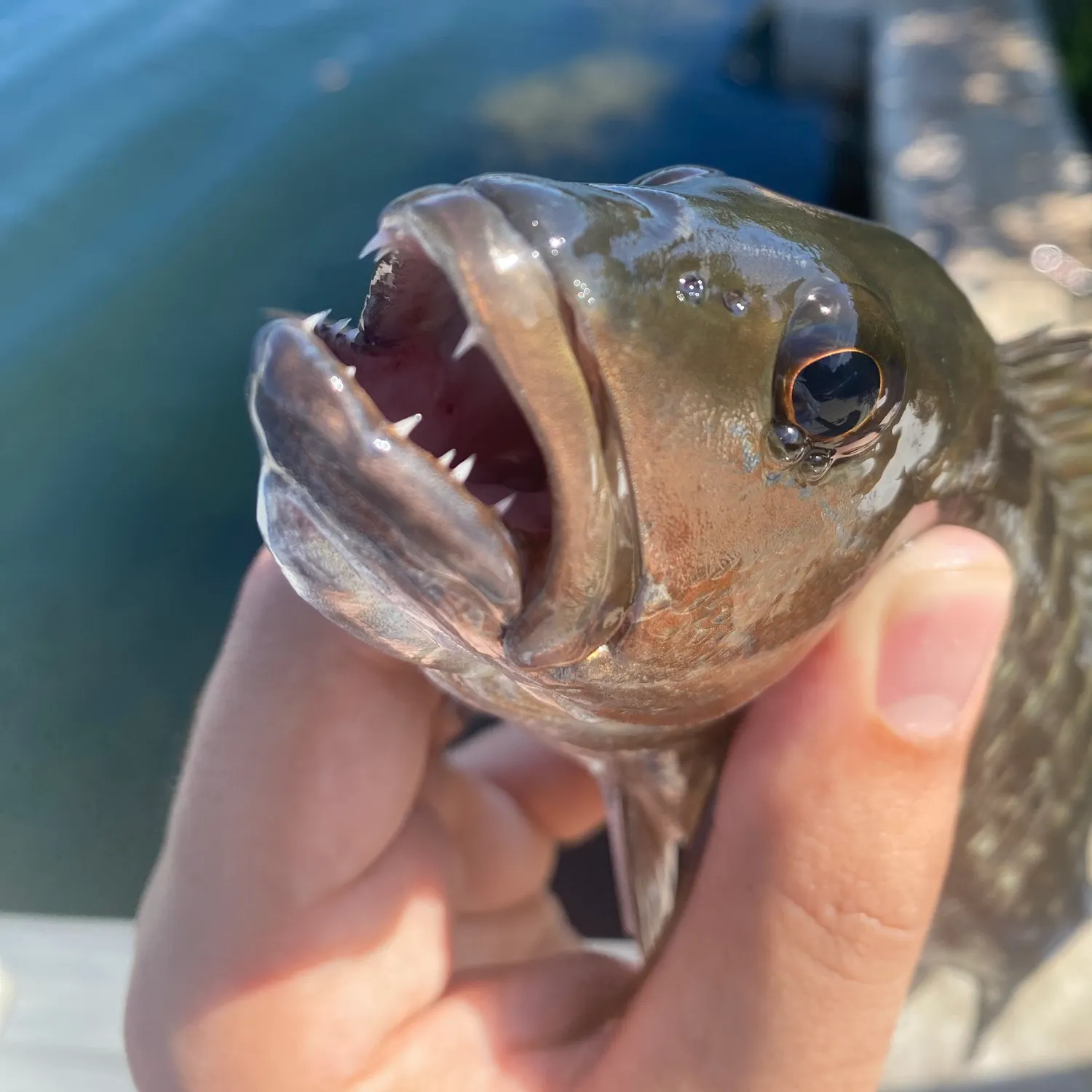 The most recent Cubera snapper catches on Fishbrain