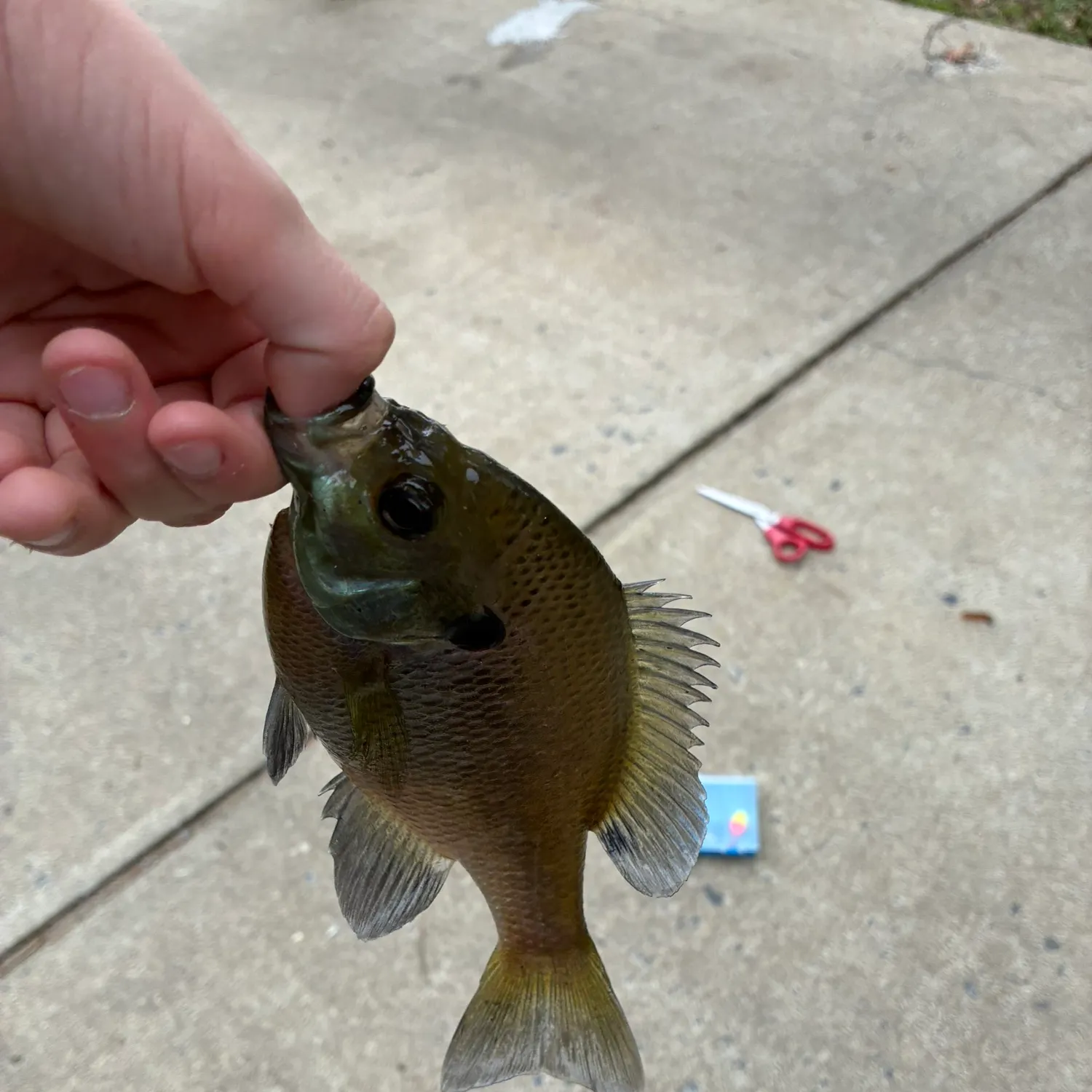 Bluegill caught on Fishbrain