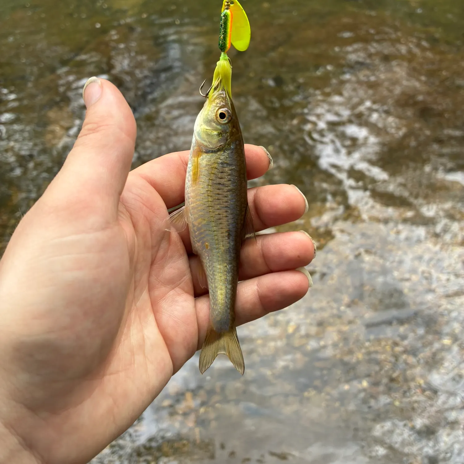 The most recent Striped shiner catches on Fishbrain