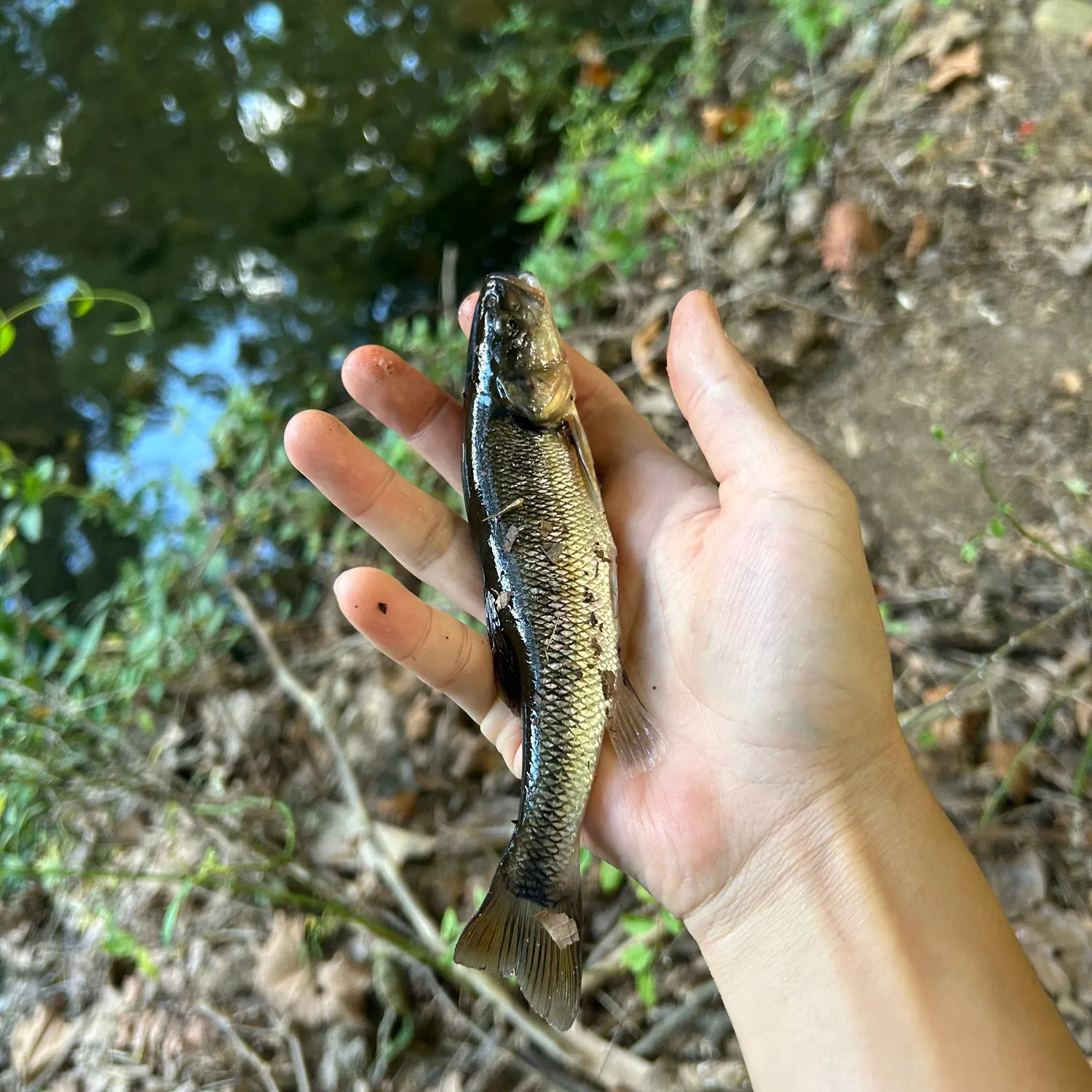 Creek chub caught on Fishbrain
